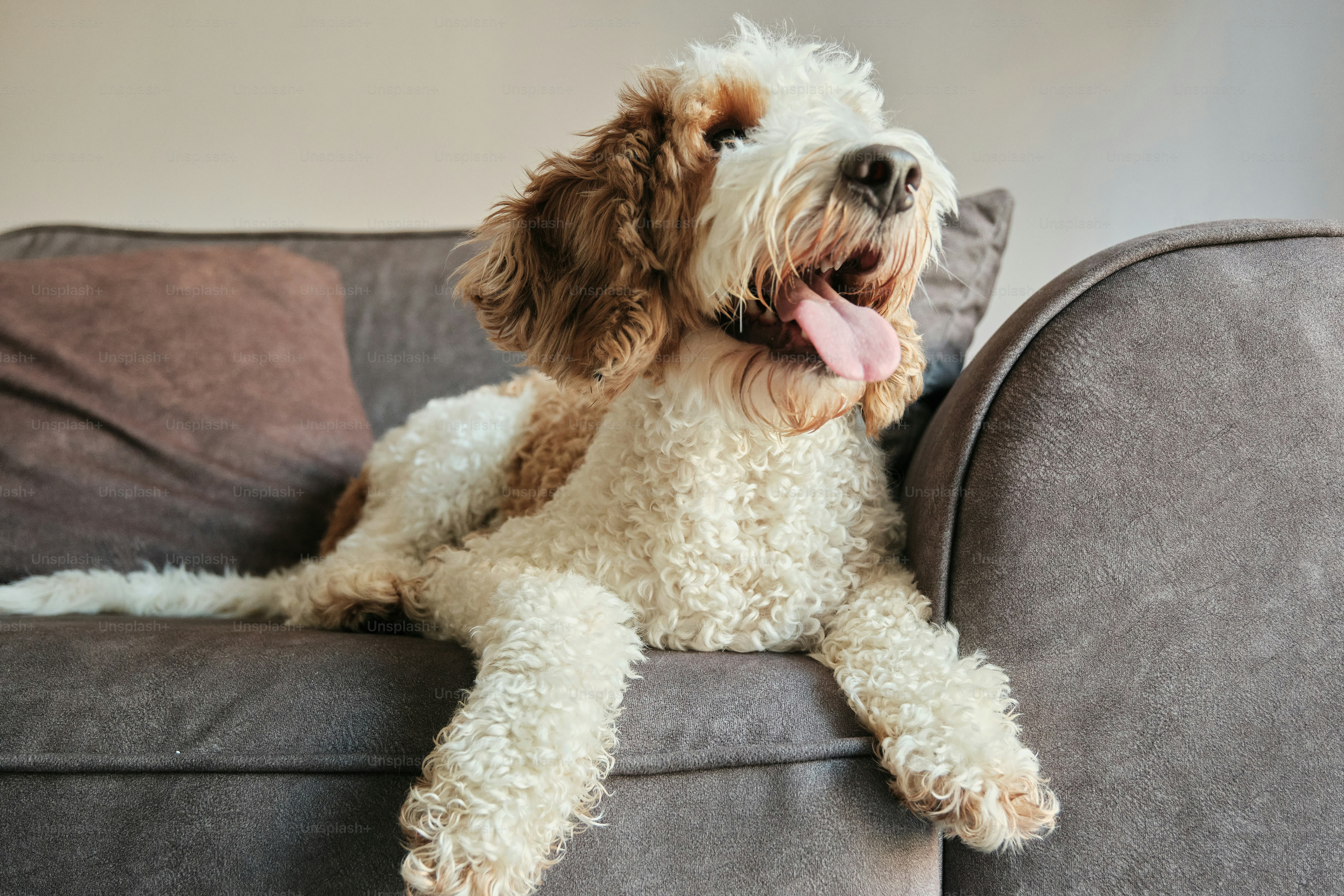 A dog sitting on a couch with its tongue out