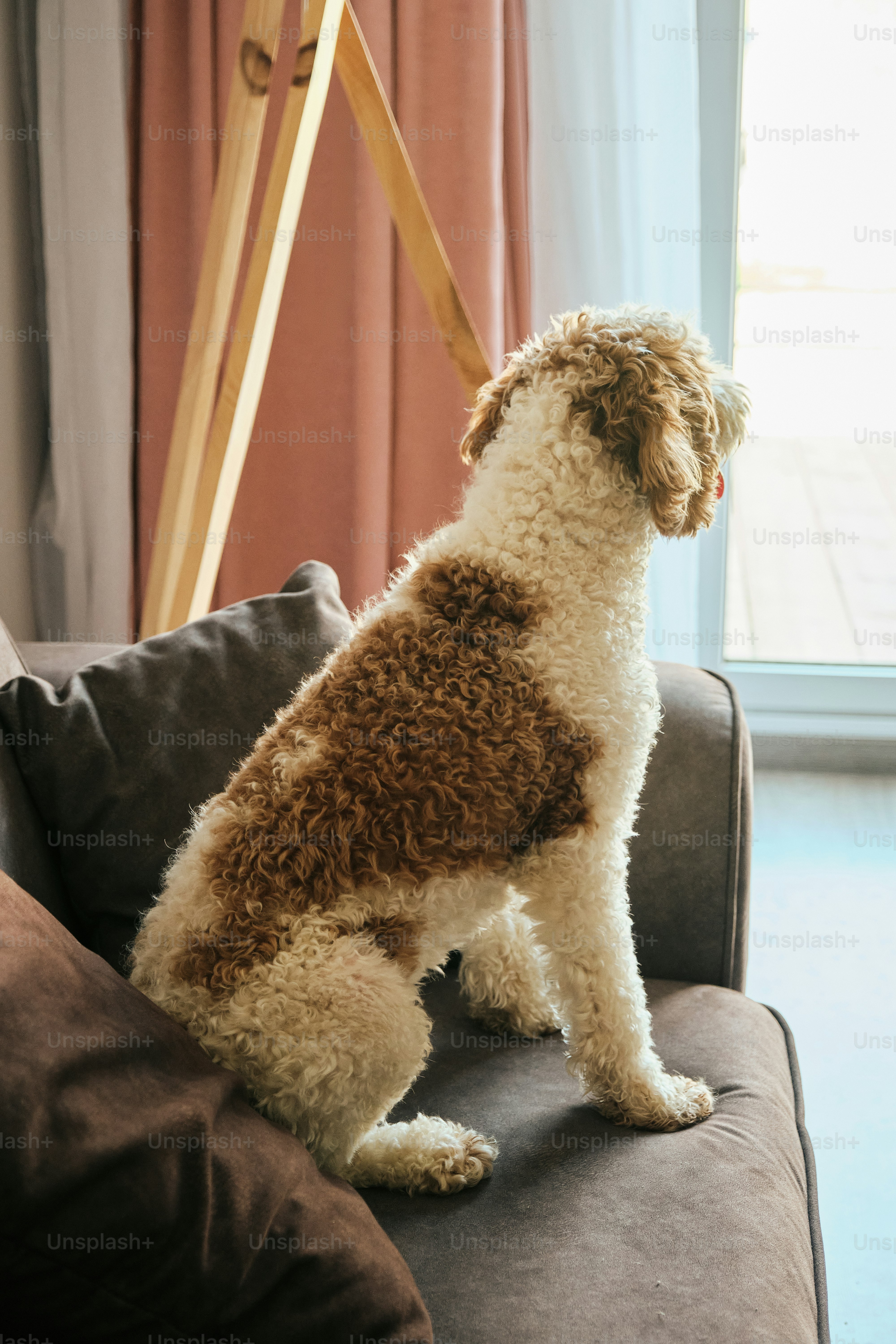 Portrait of labradoodle