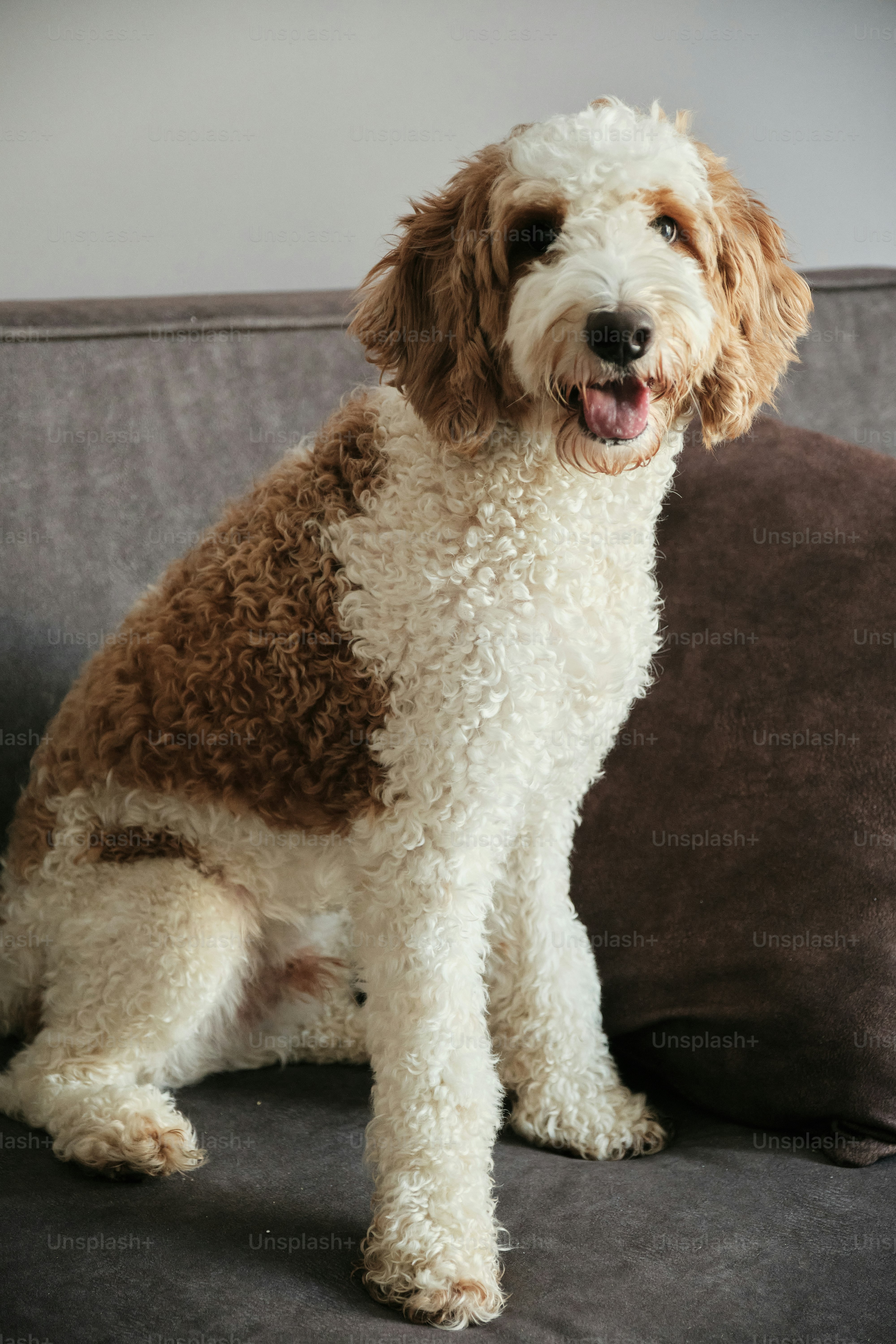 Un perro blanco y marrón sentado encima de un sofá