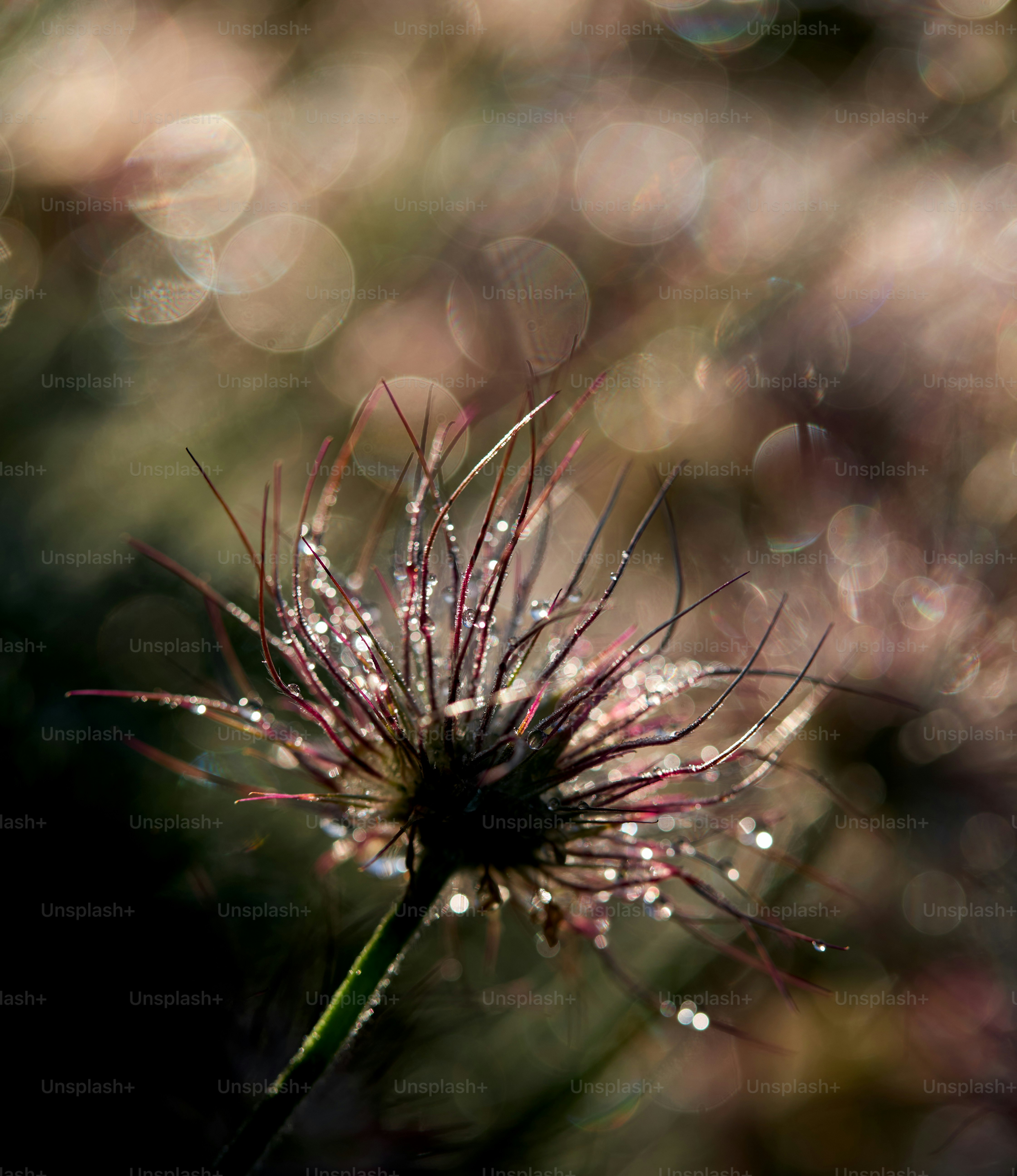 a close up of a flower with drops of water on it