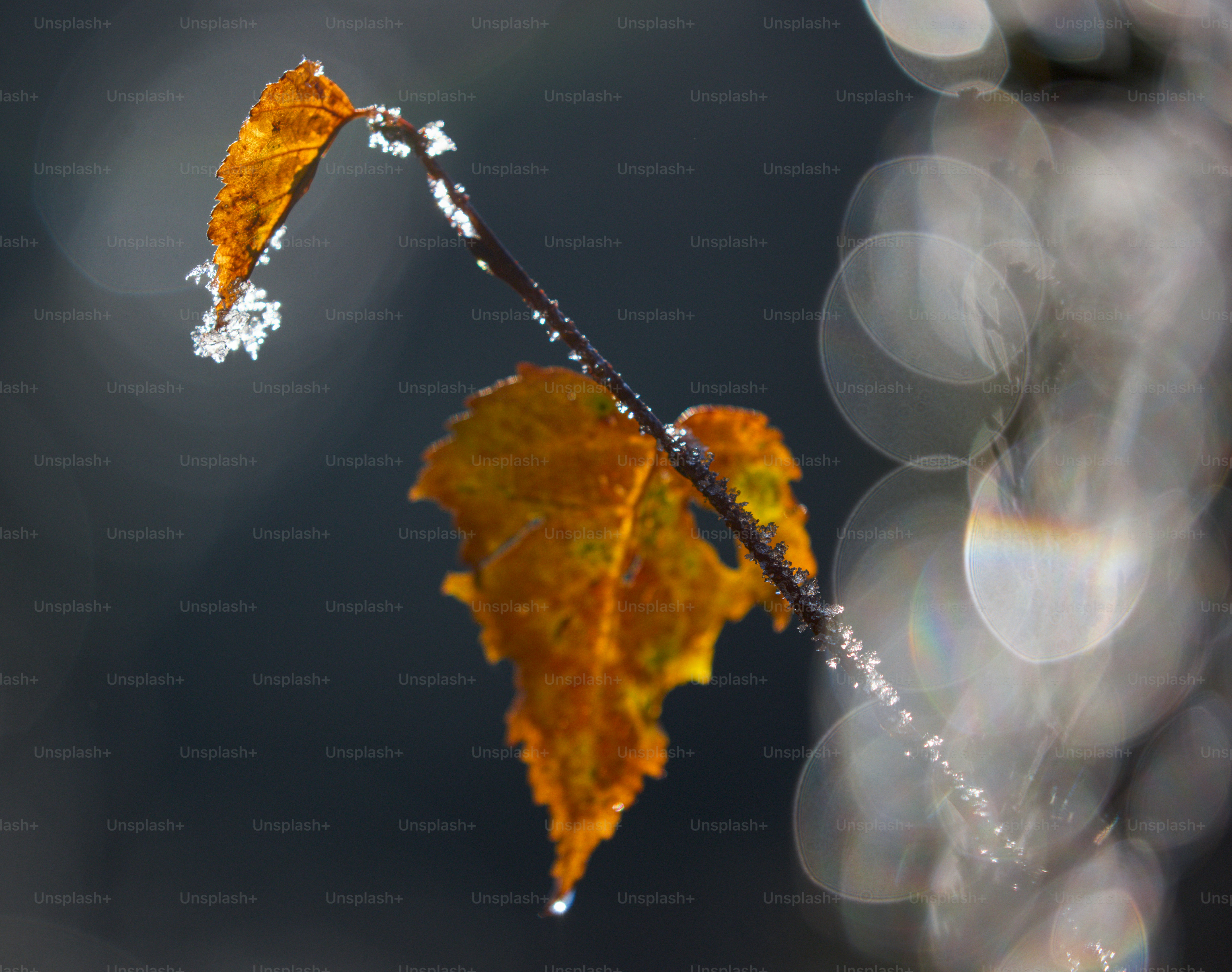a yellow leaf is hanging from a tree branch