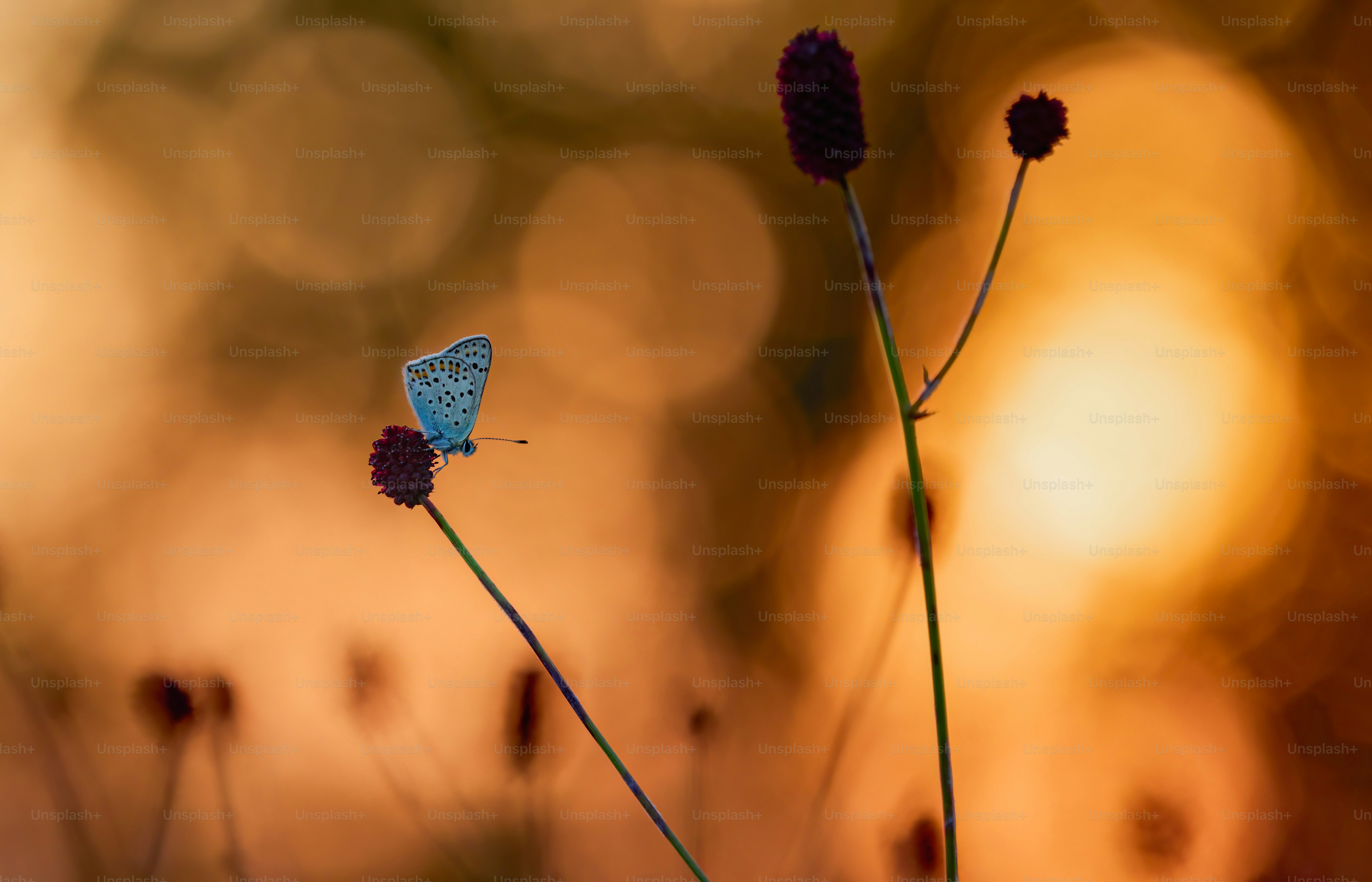 a blue butterfly sitting on top of a purple flower
