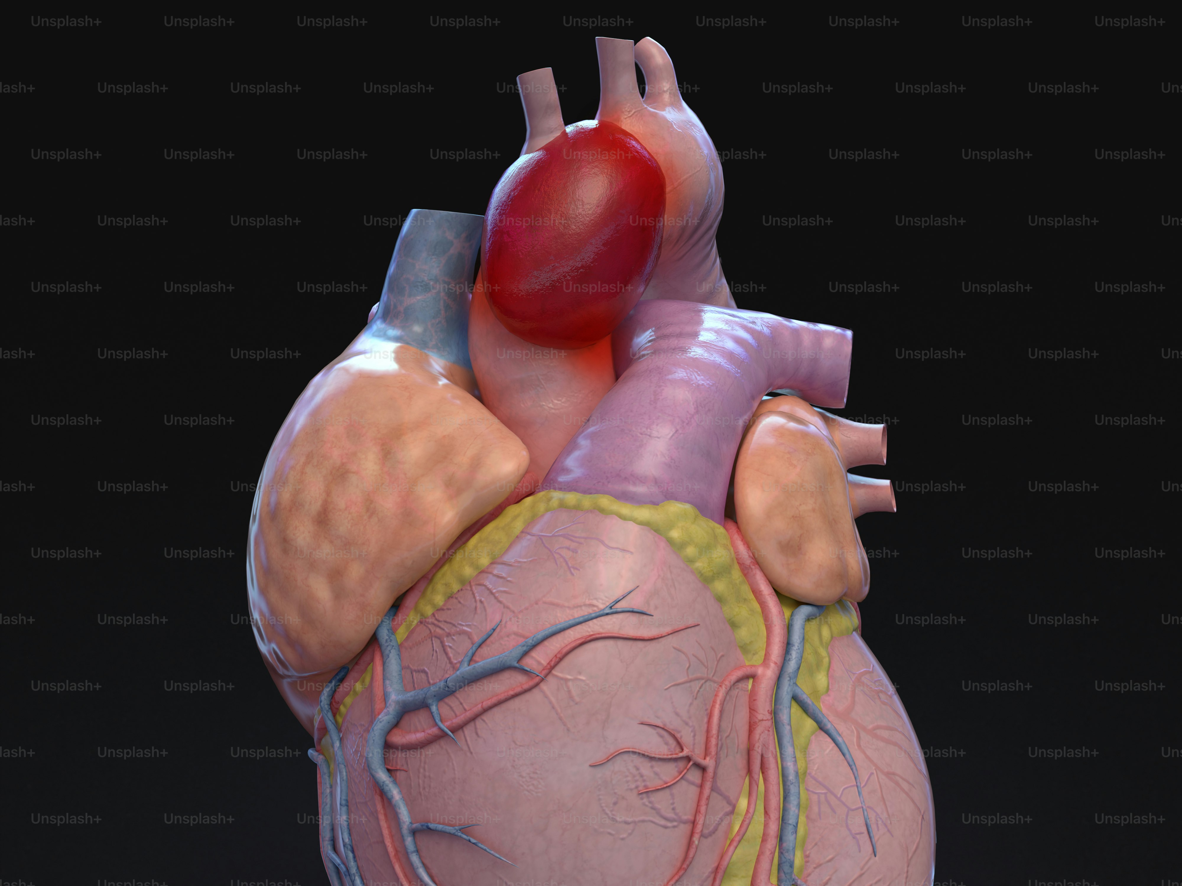 A model of the human heart with blood vessels