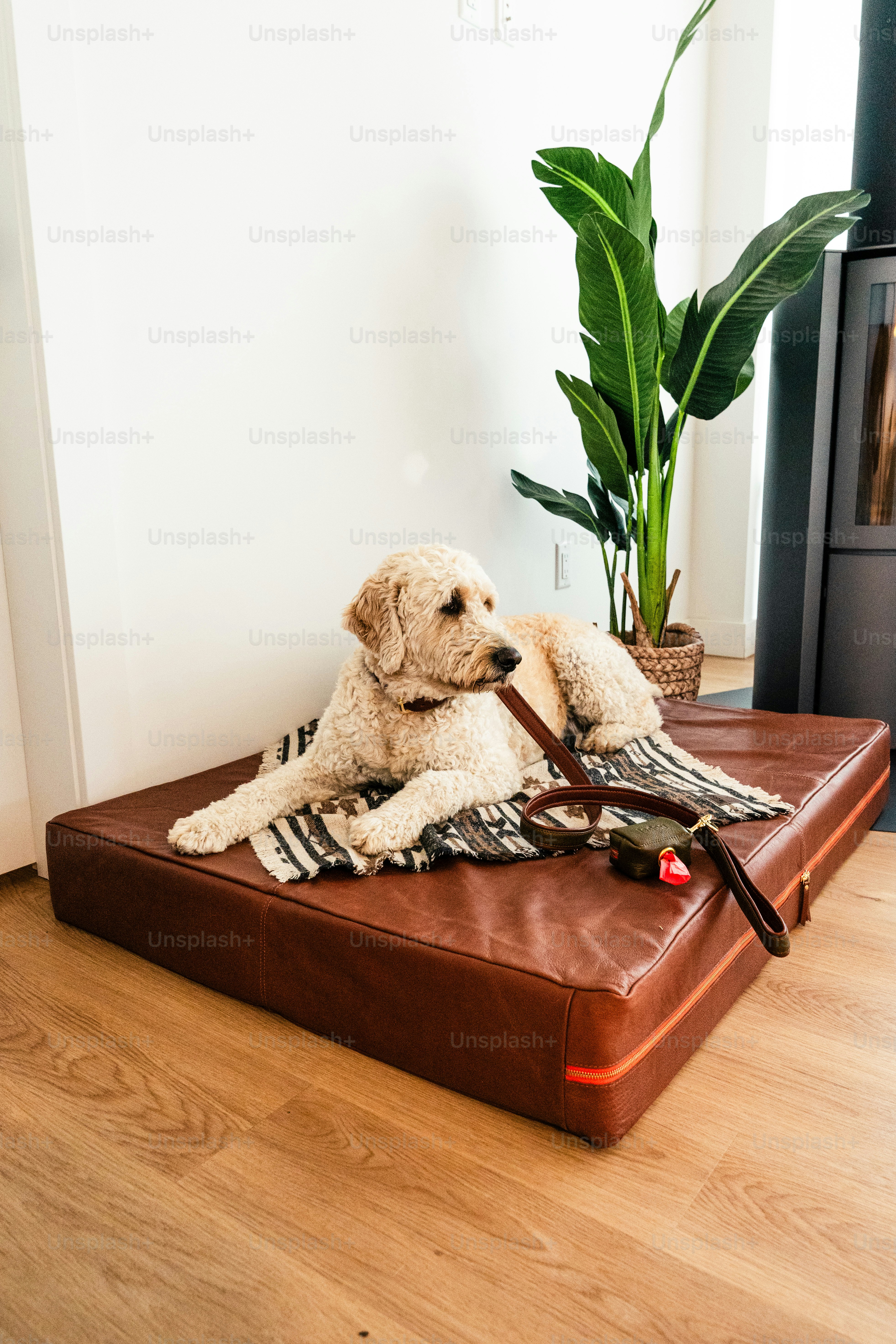 Um cão está sentado em uma mala com uma coleira