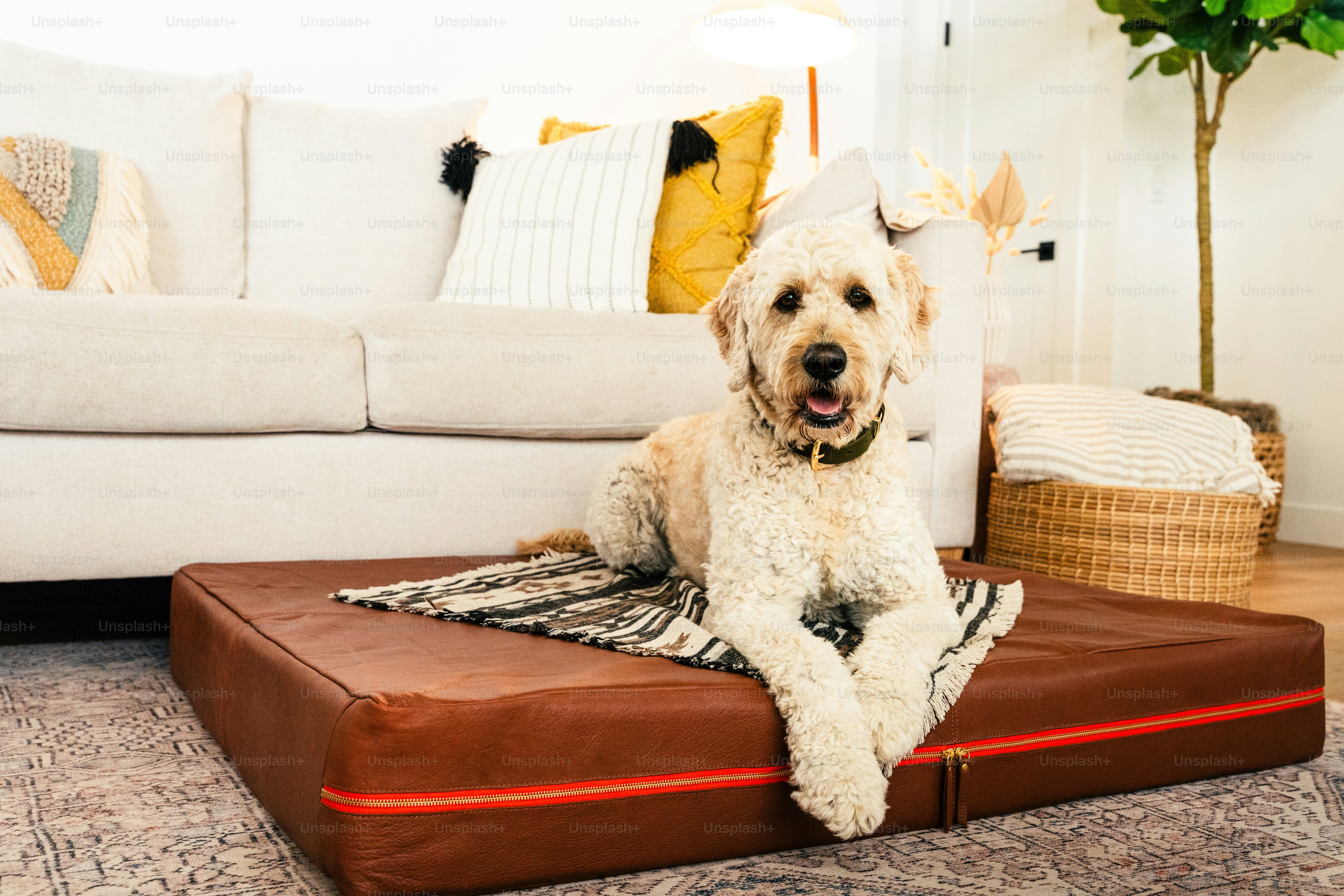 A dog sitting on a dog bed in a living room