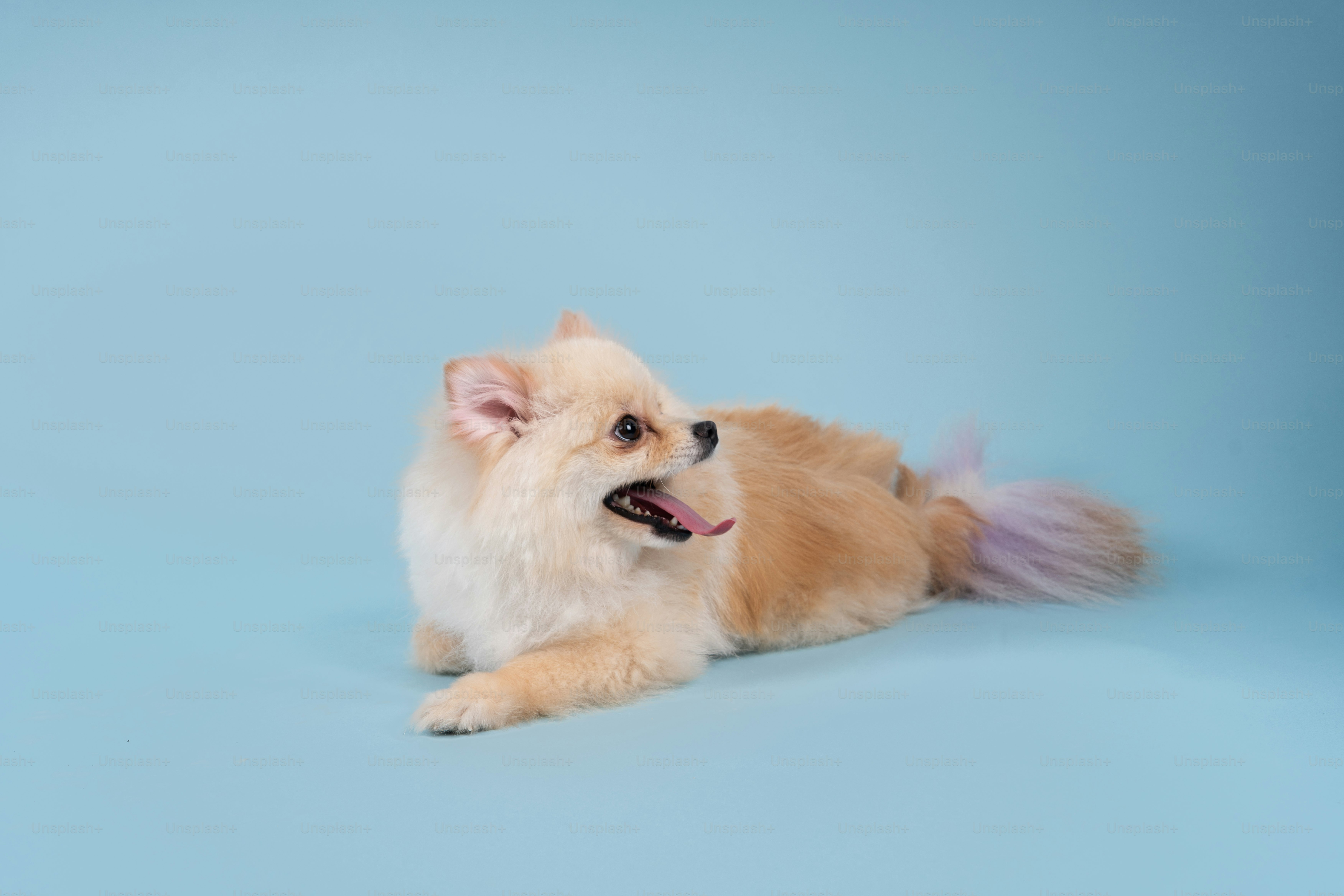 A small brown dog laying on top of a blue floor