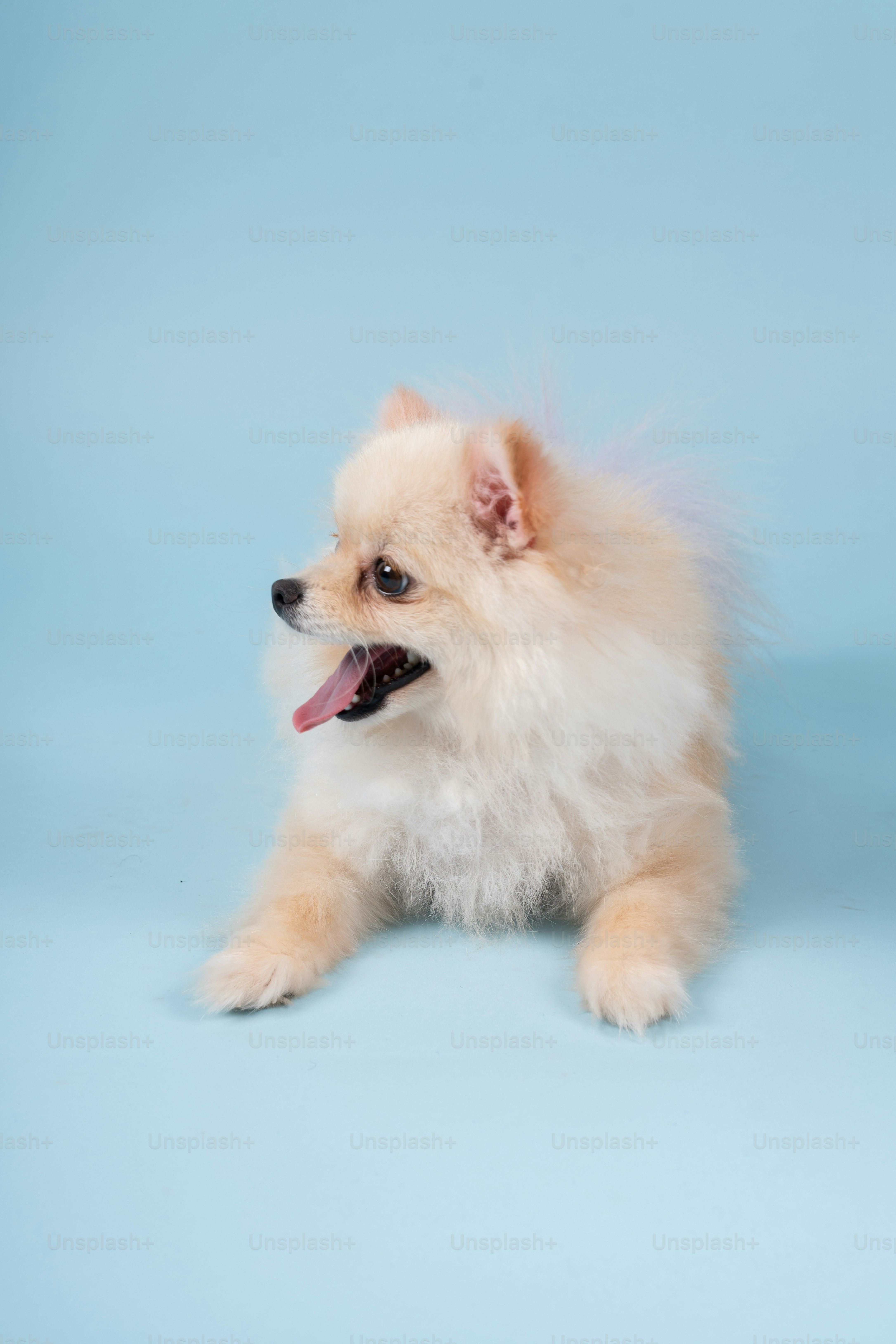 A small white dog laying down on a blue background
