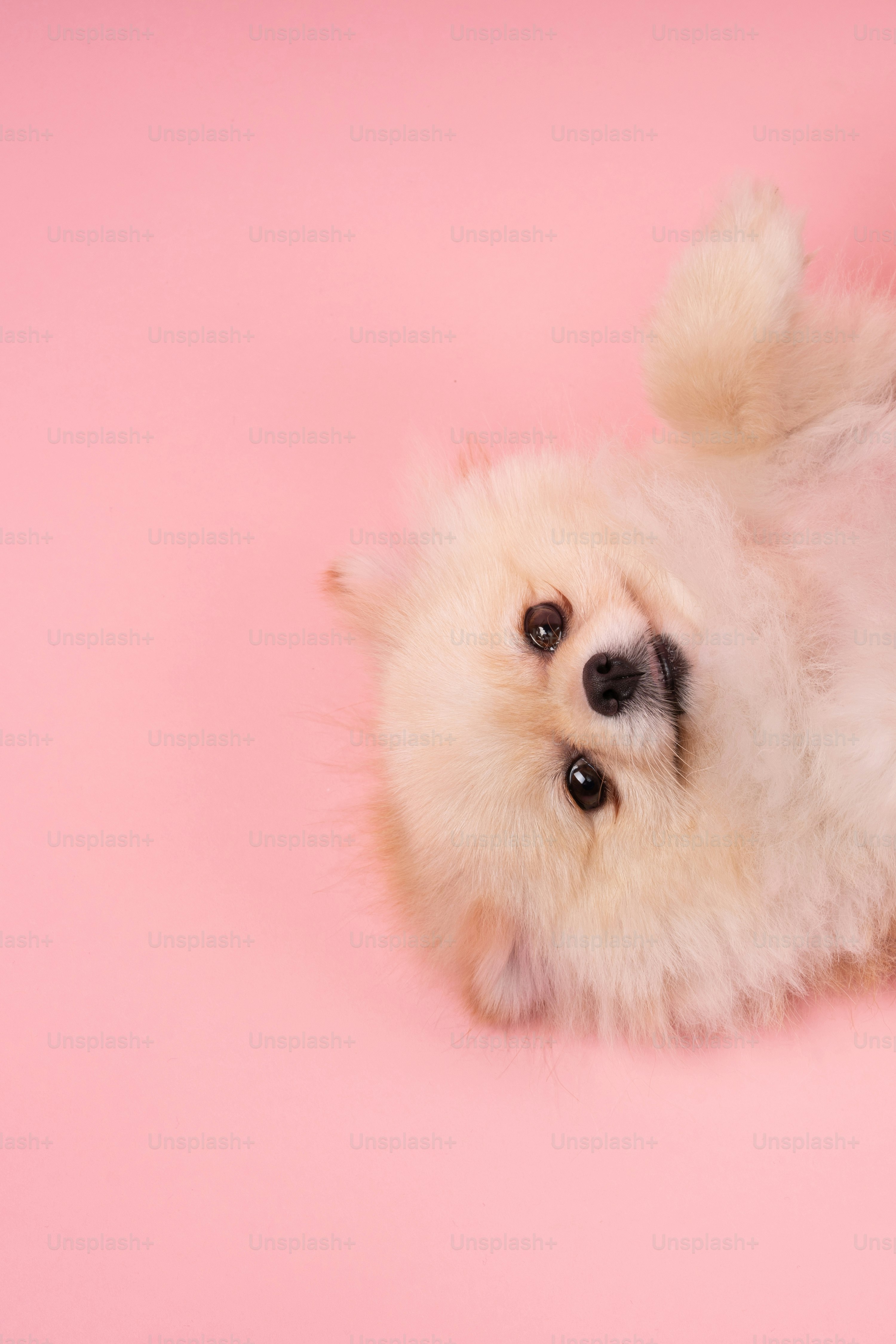 A small white dog laying on its back on a pink background