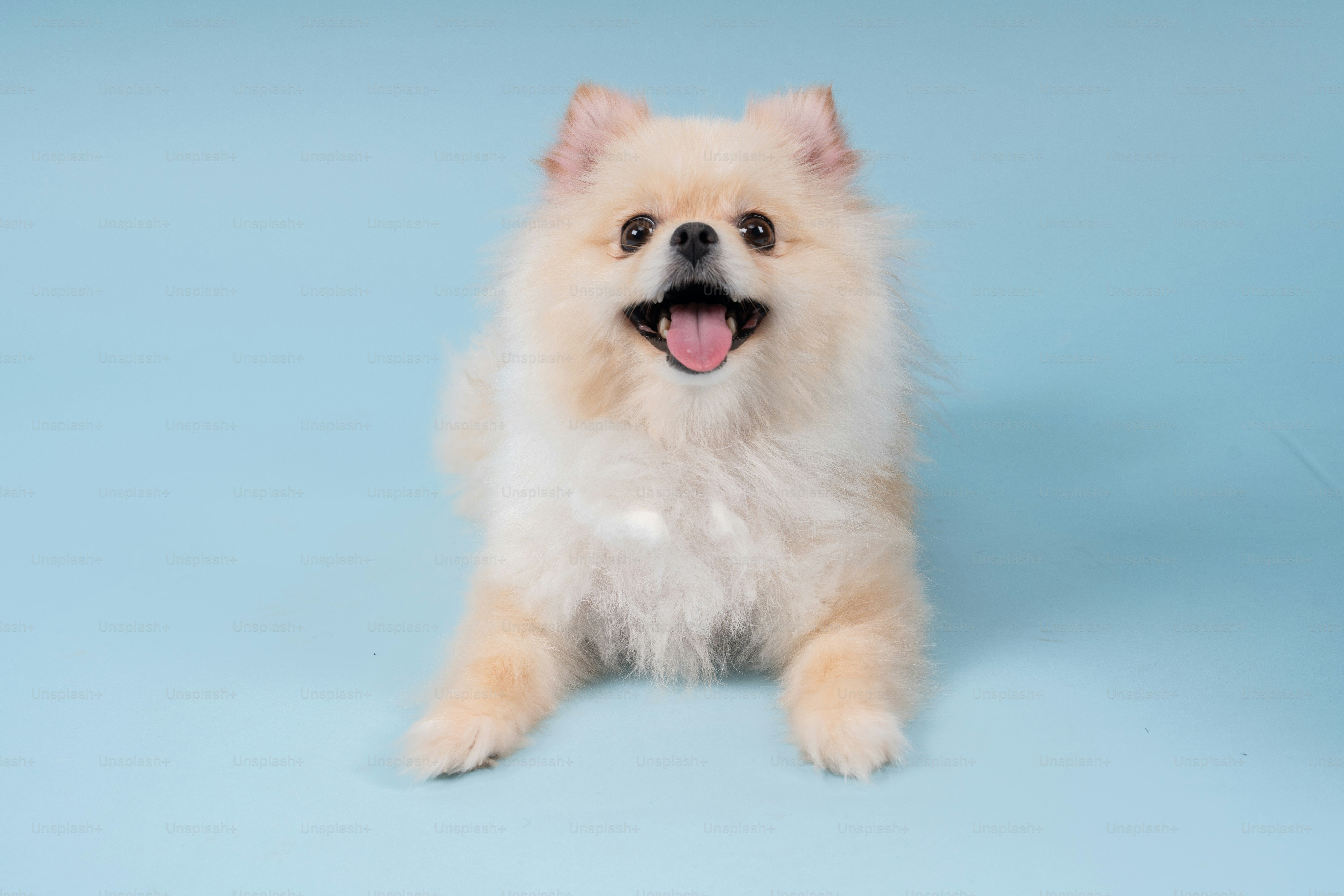 Cachorros de Guate - Pomerania blanco. Una belleza!!! Criadero Águila  dorada están muy bellos. | Facebook, image size:3000x2000