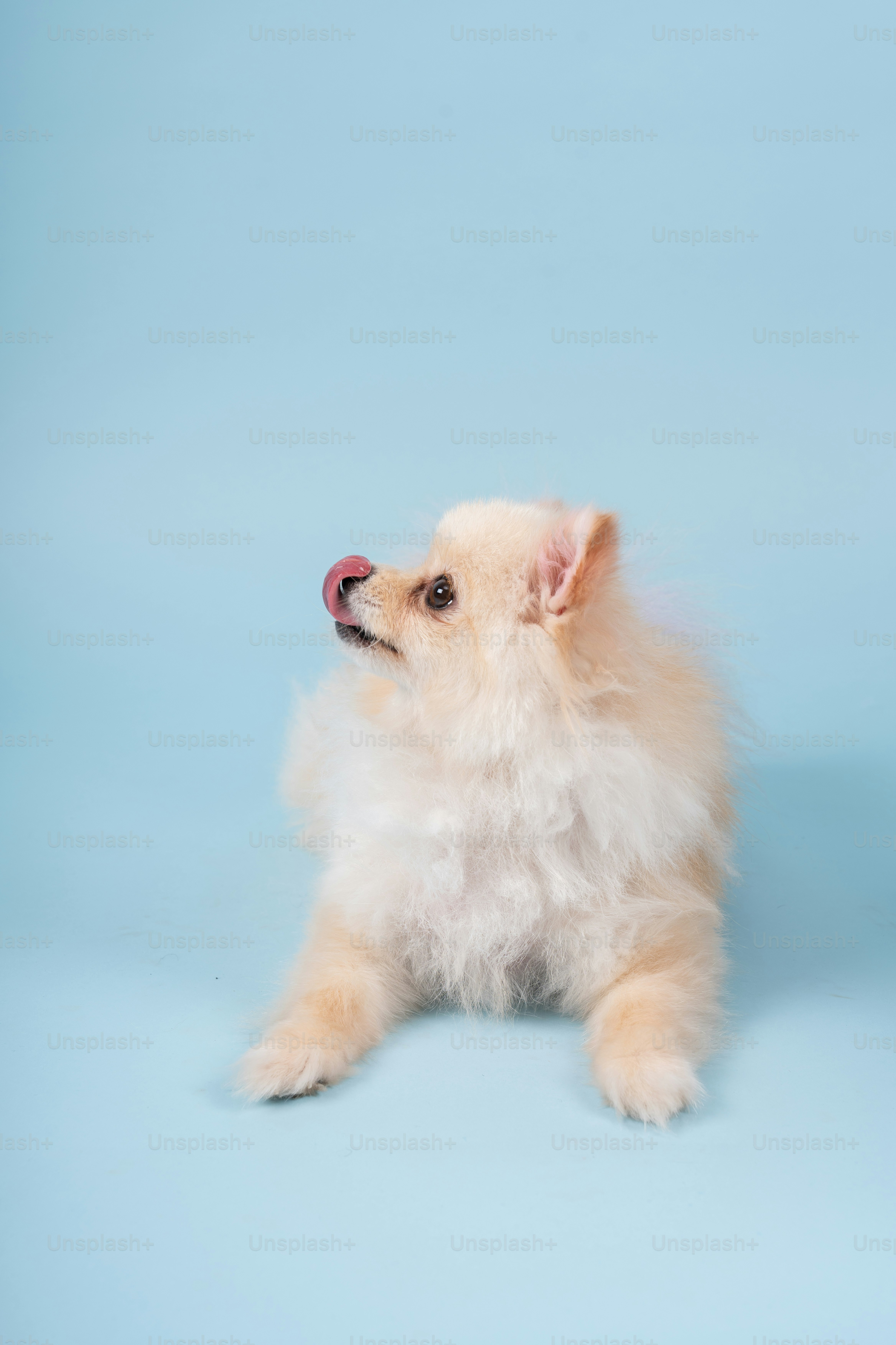 19,882 White Pomeranian Fotos de stock - Fotos libres de regalías de  Dreamstime, image size:3000x4500