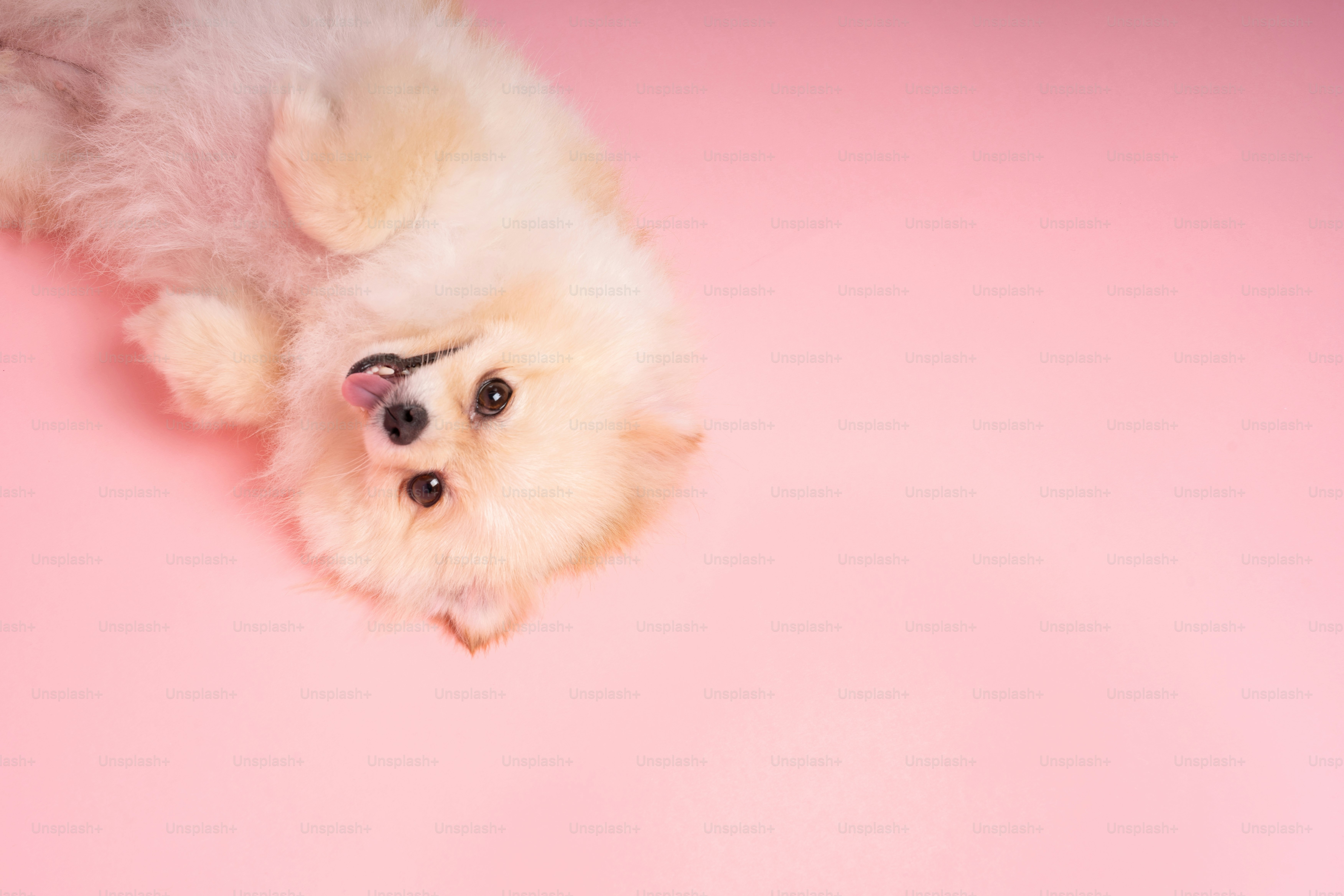 Imágenes de Perro Chino | Descarga imágenes gratuitas en Unsplash, image size:3000x2000