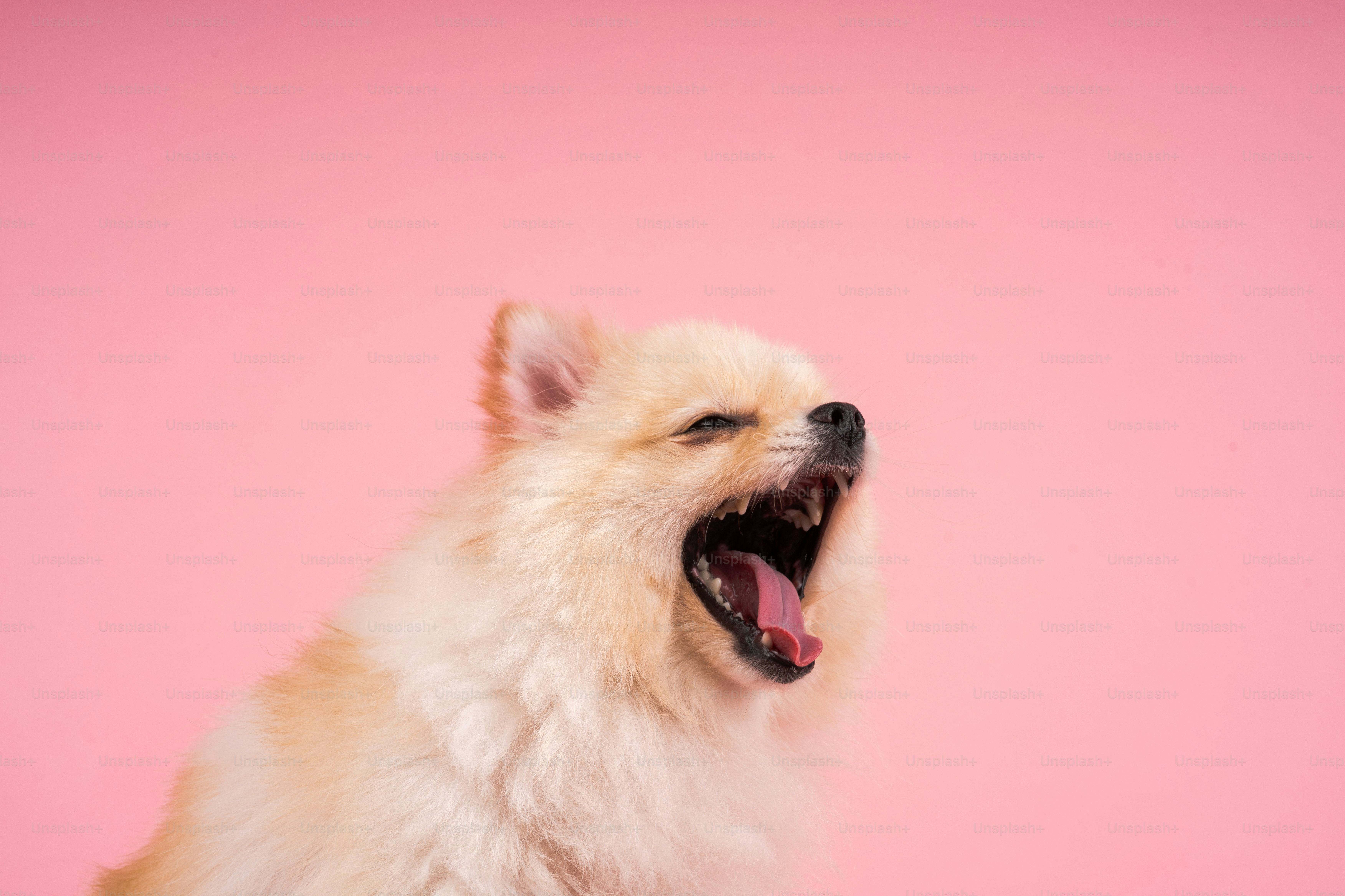 A small white dog with its mouth open