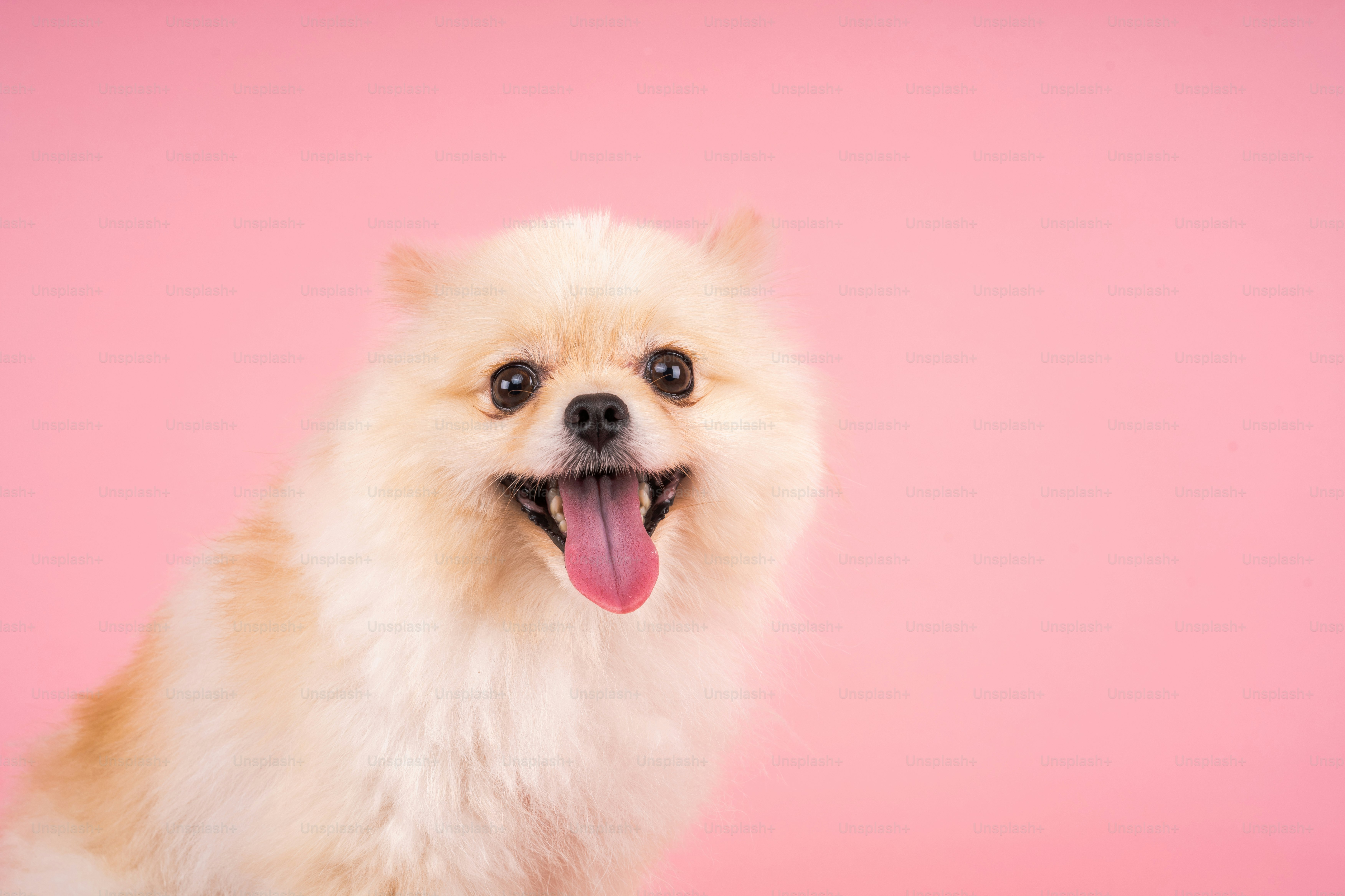 ピンクの背景に立っている小さな白い犬