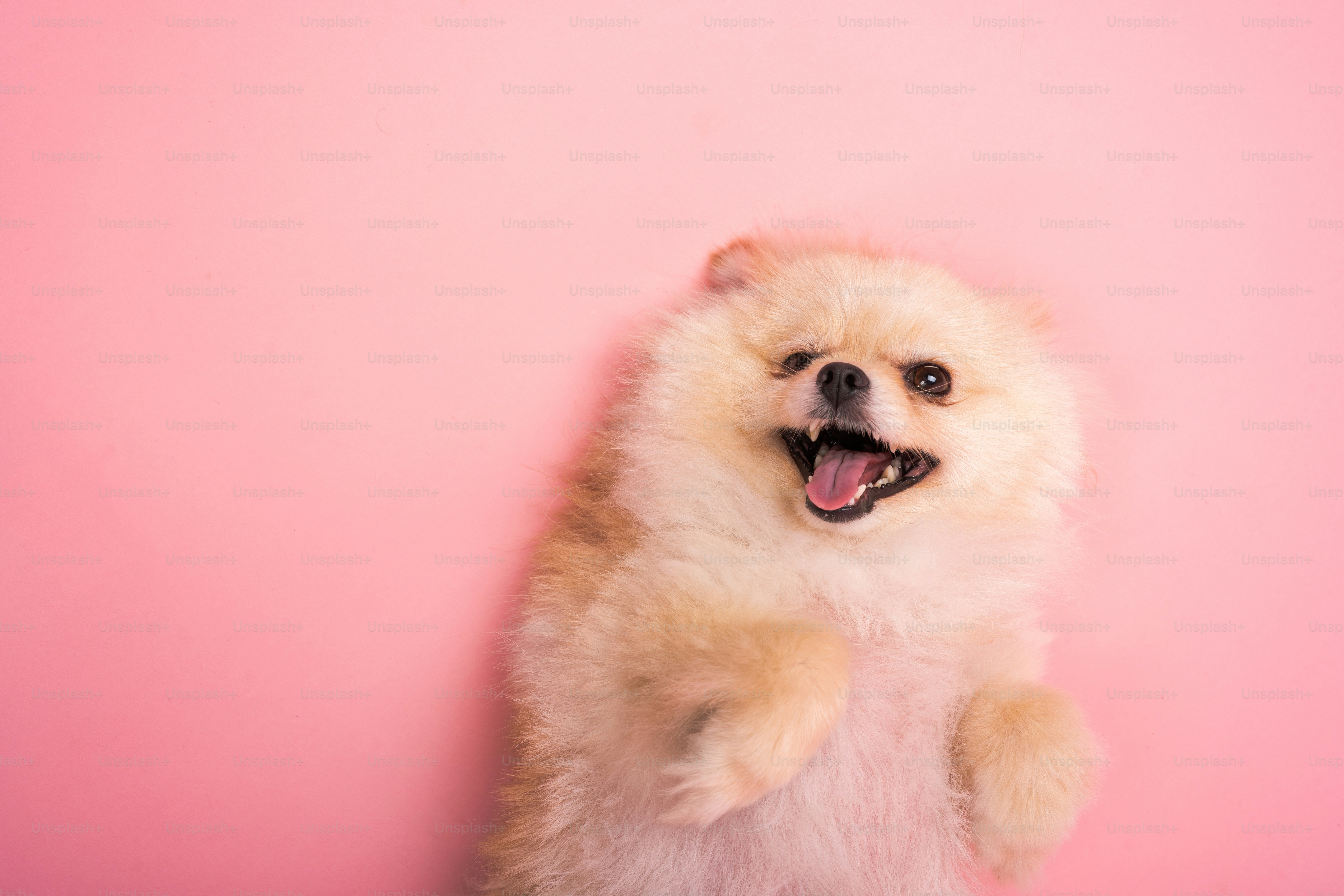 A small white dog standing on its hind legs