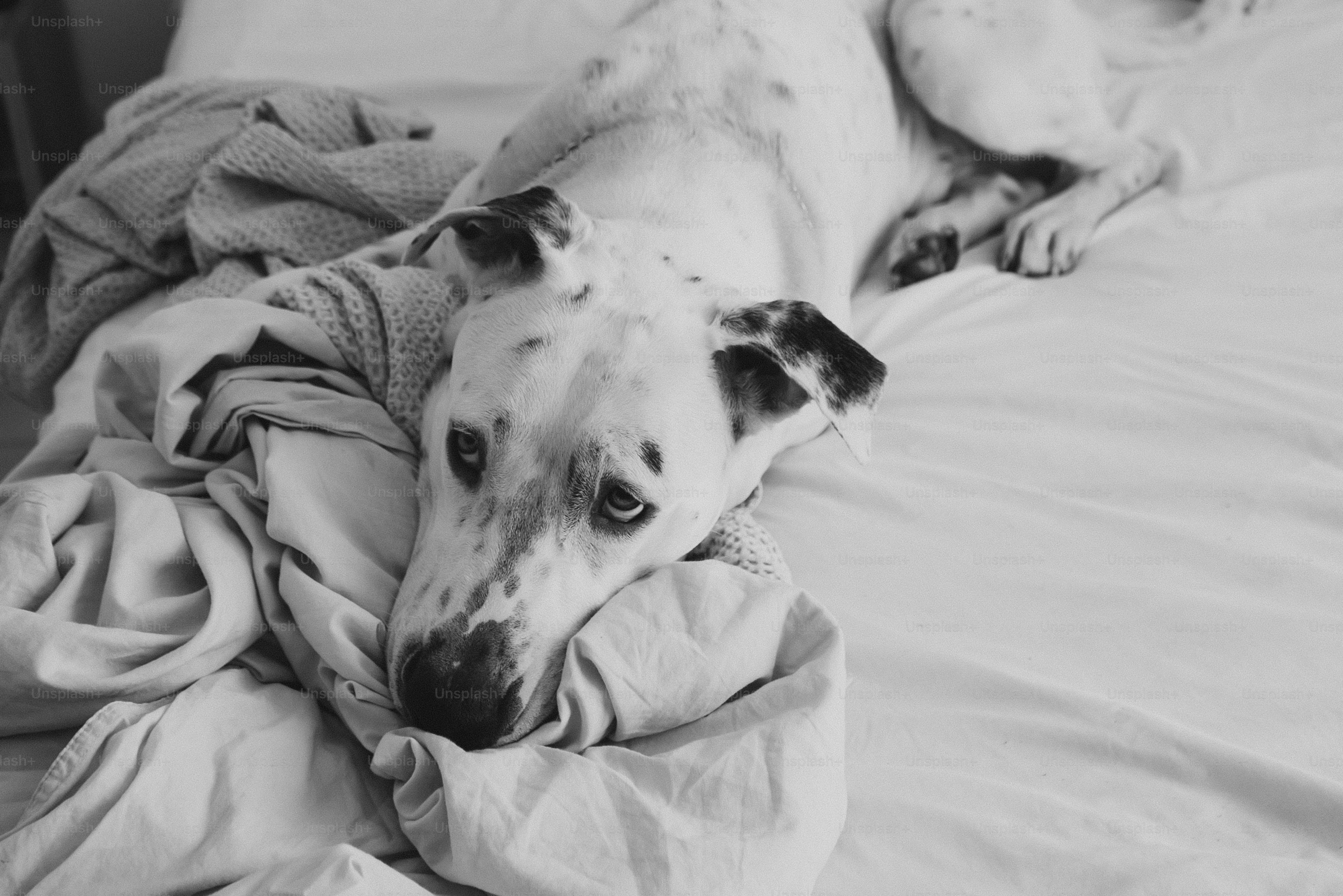 A dog laying on top of a bed covered in blankets