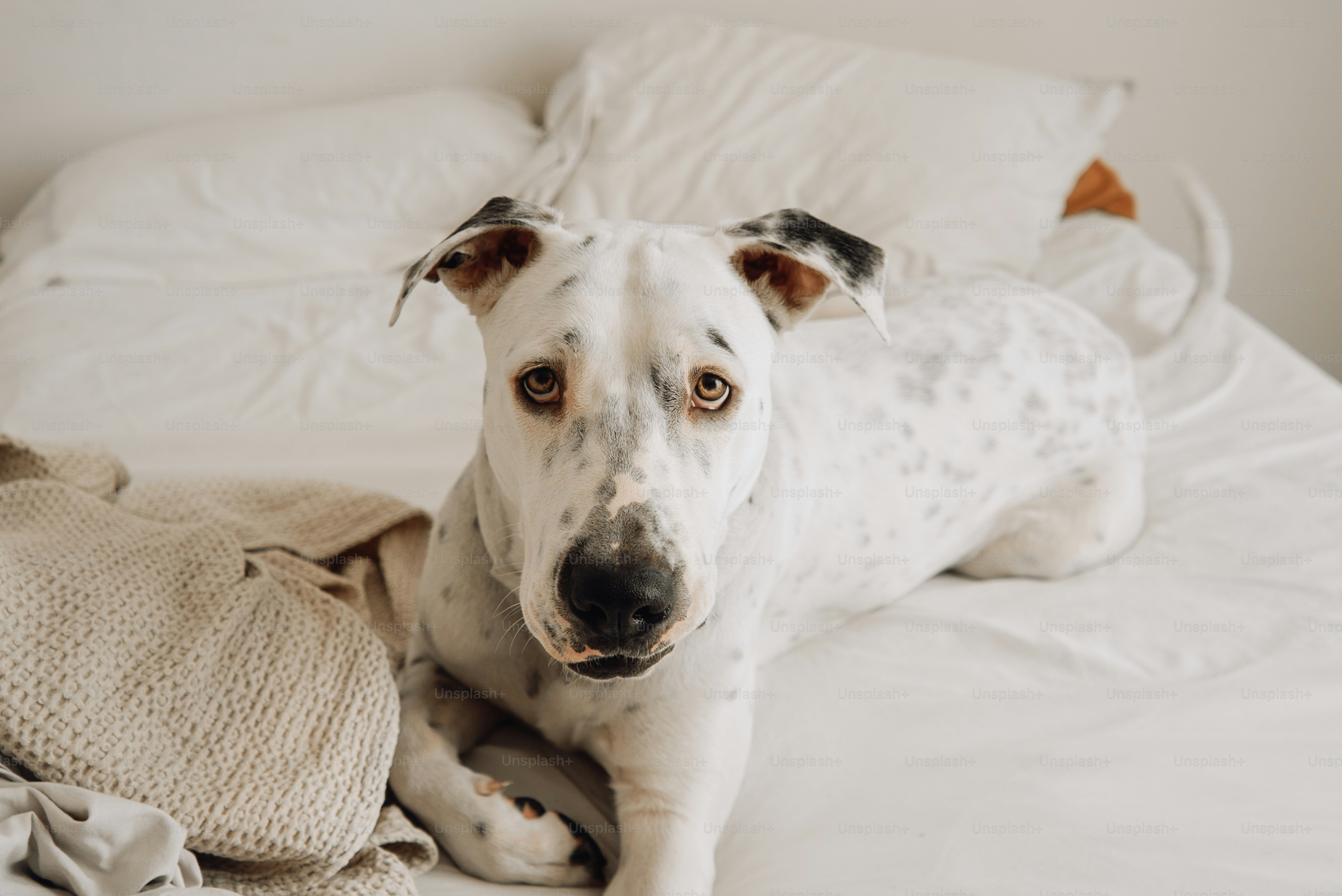 A white dog laying on top of a bed