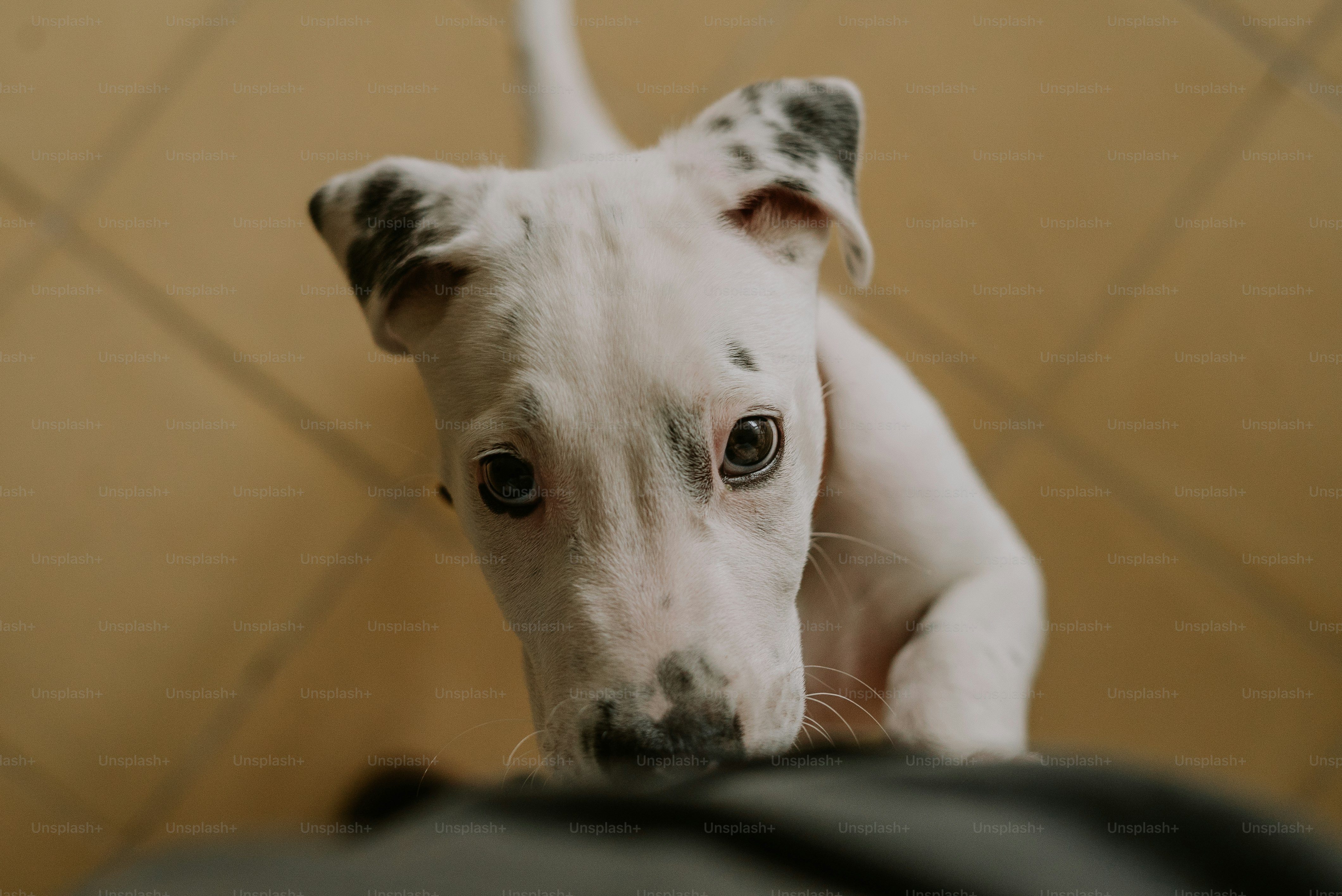 Um cão branco em pé em cima de um piso de azulejos