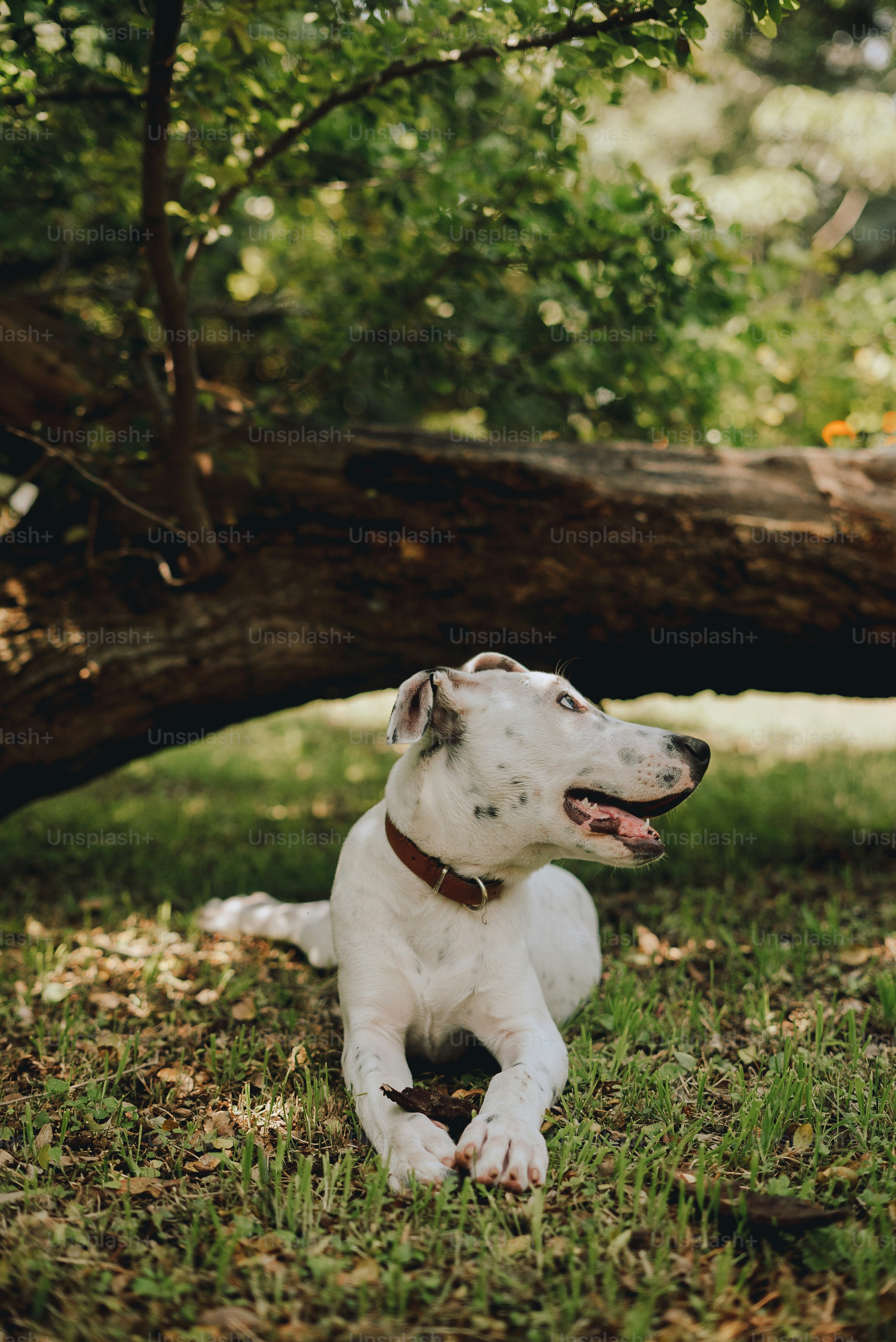 A white dog laying on top of a lush green field