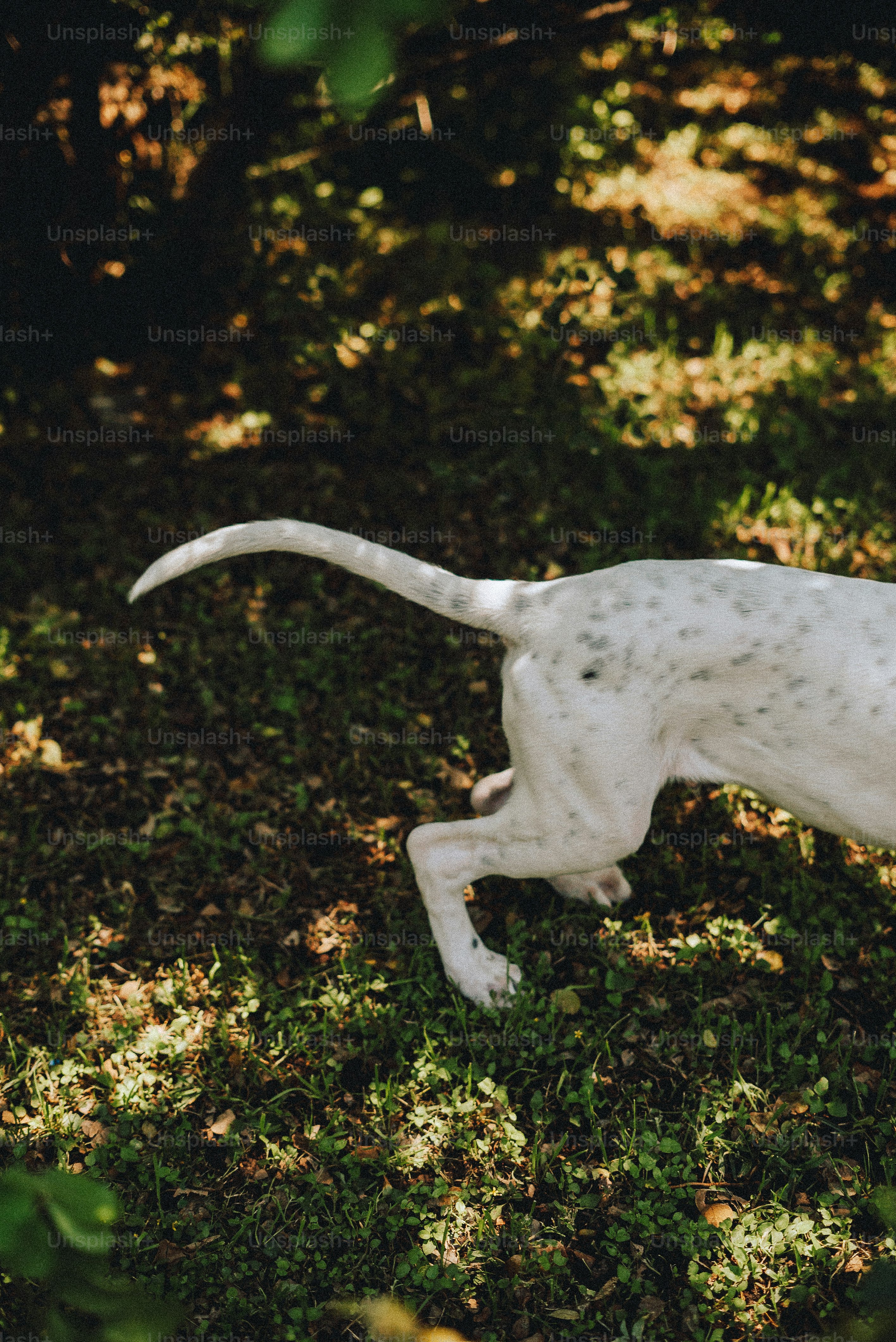 A white dog running through the grass with a frisbee in its mouth