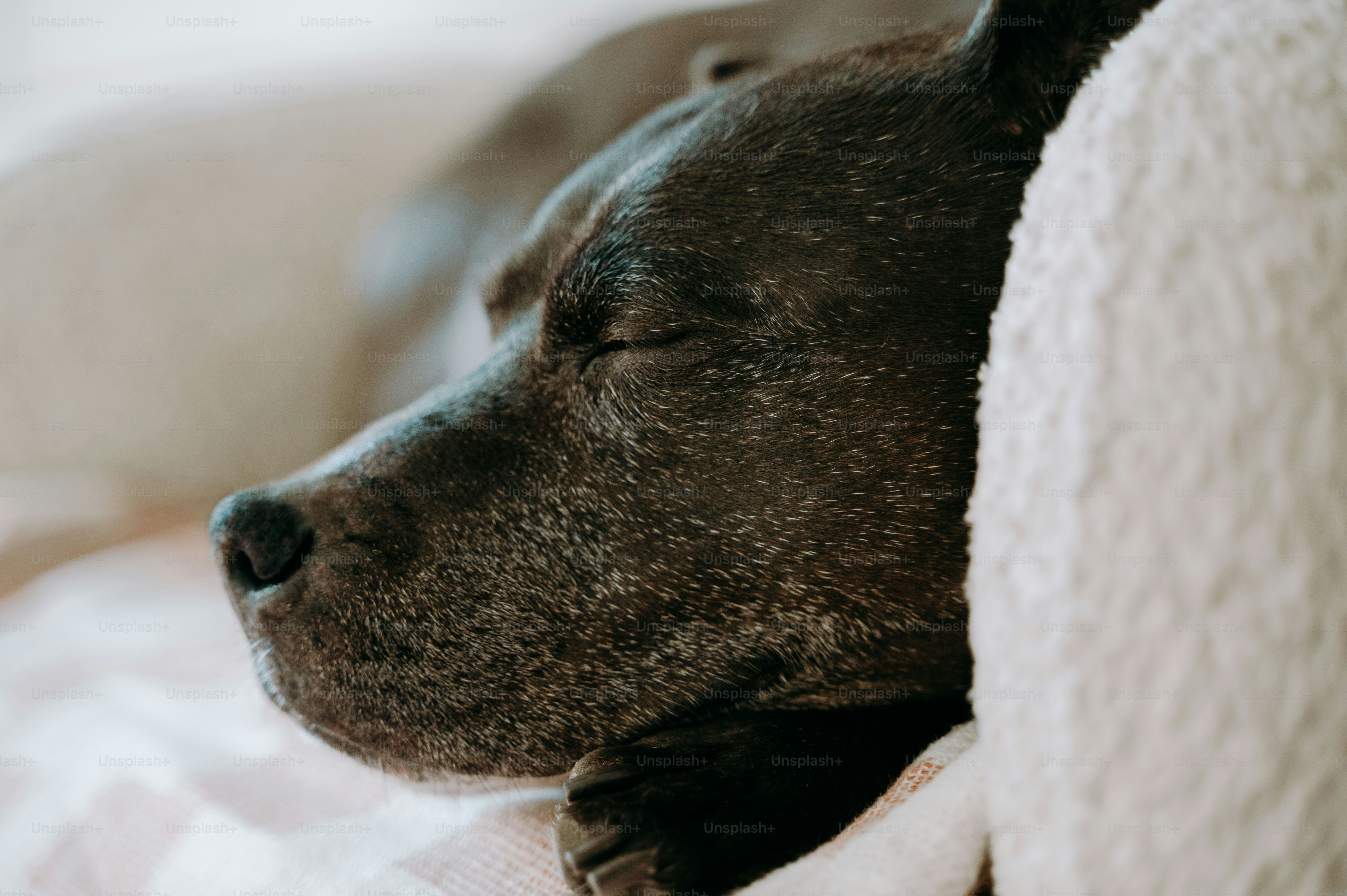 Un perro durmiendo en una cama con la cabeza sobre una almohada