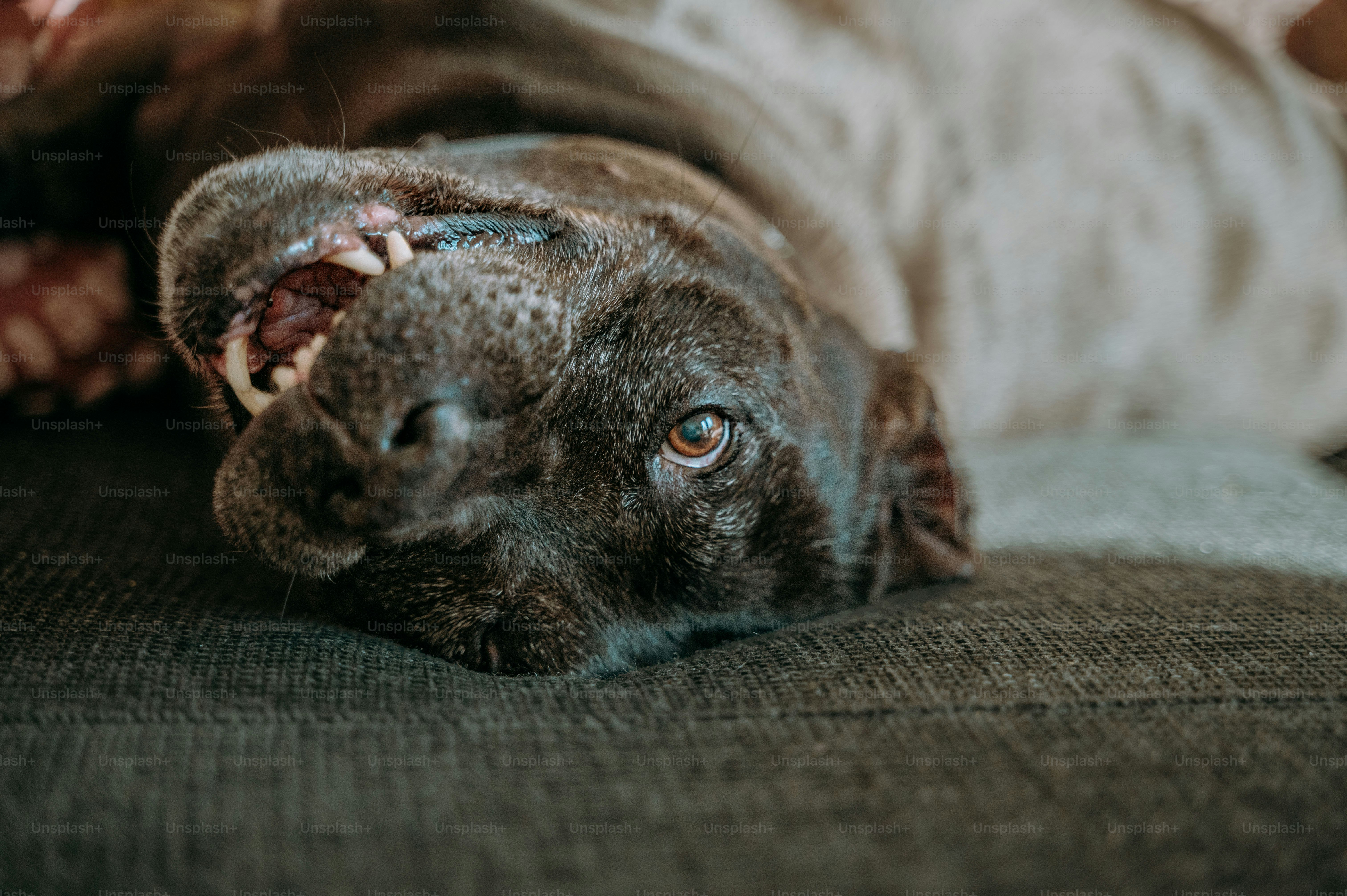 A dog laying on its back on a couch