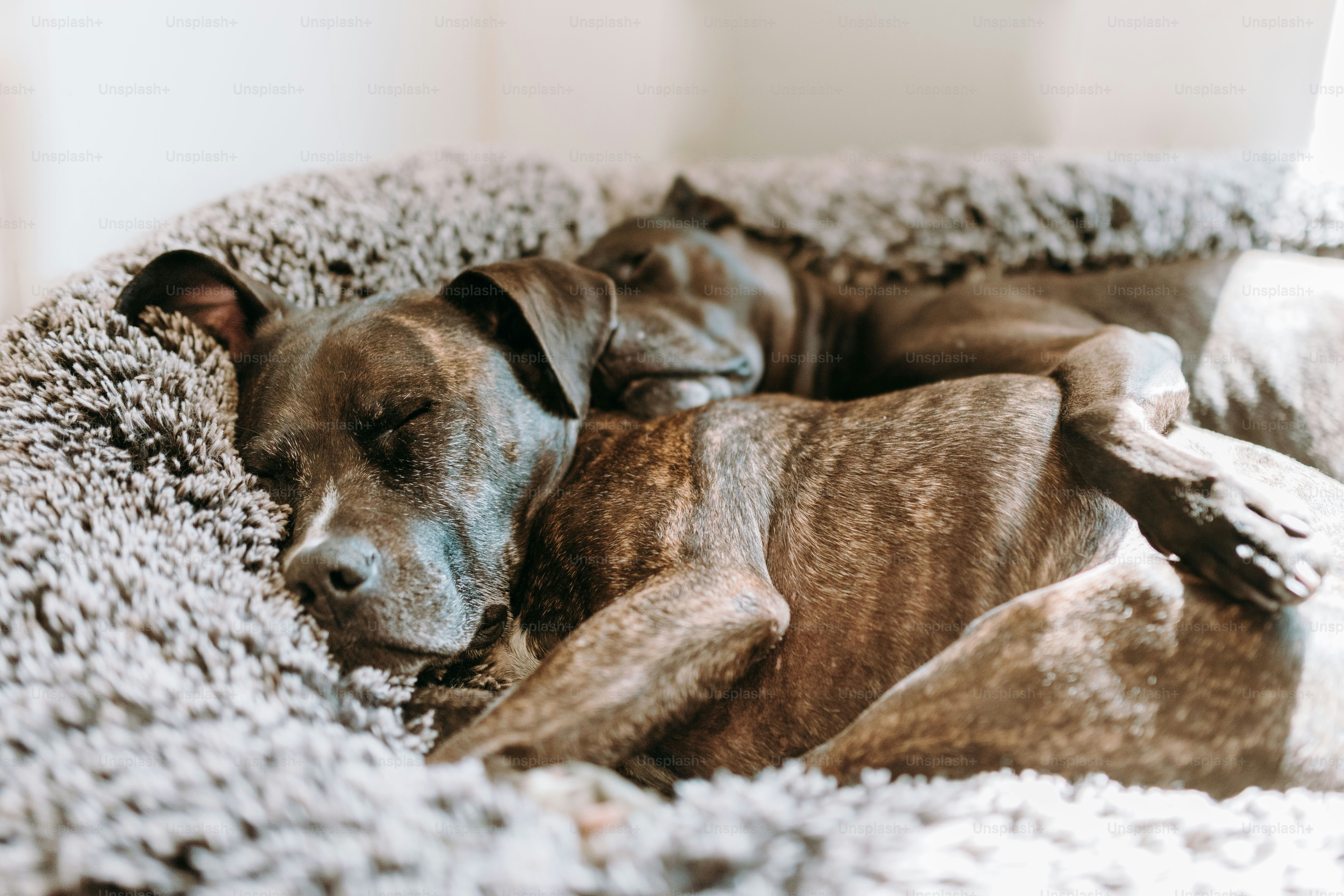 A dog is curled up in a dog bed