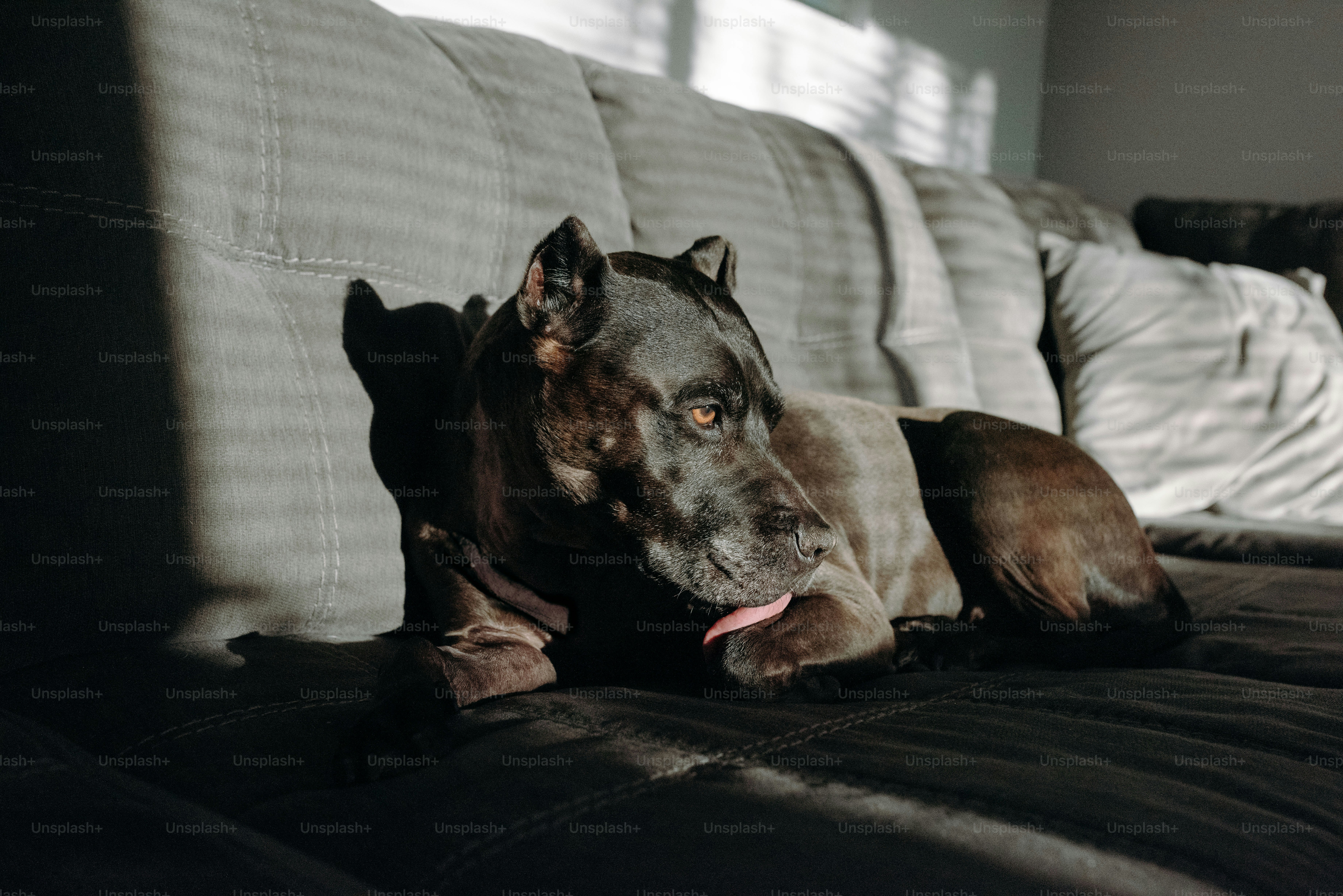 A large brown dog laying on top of a couch
