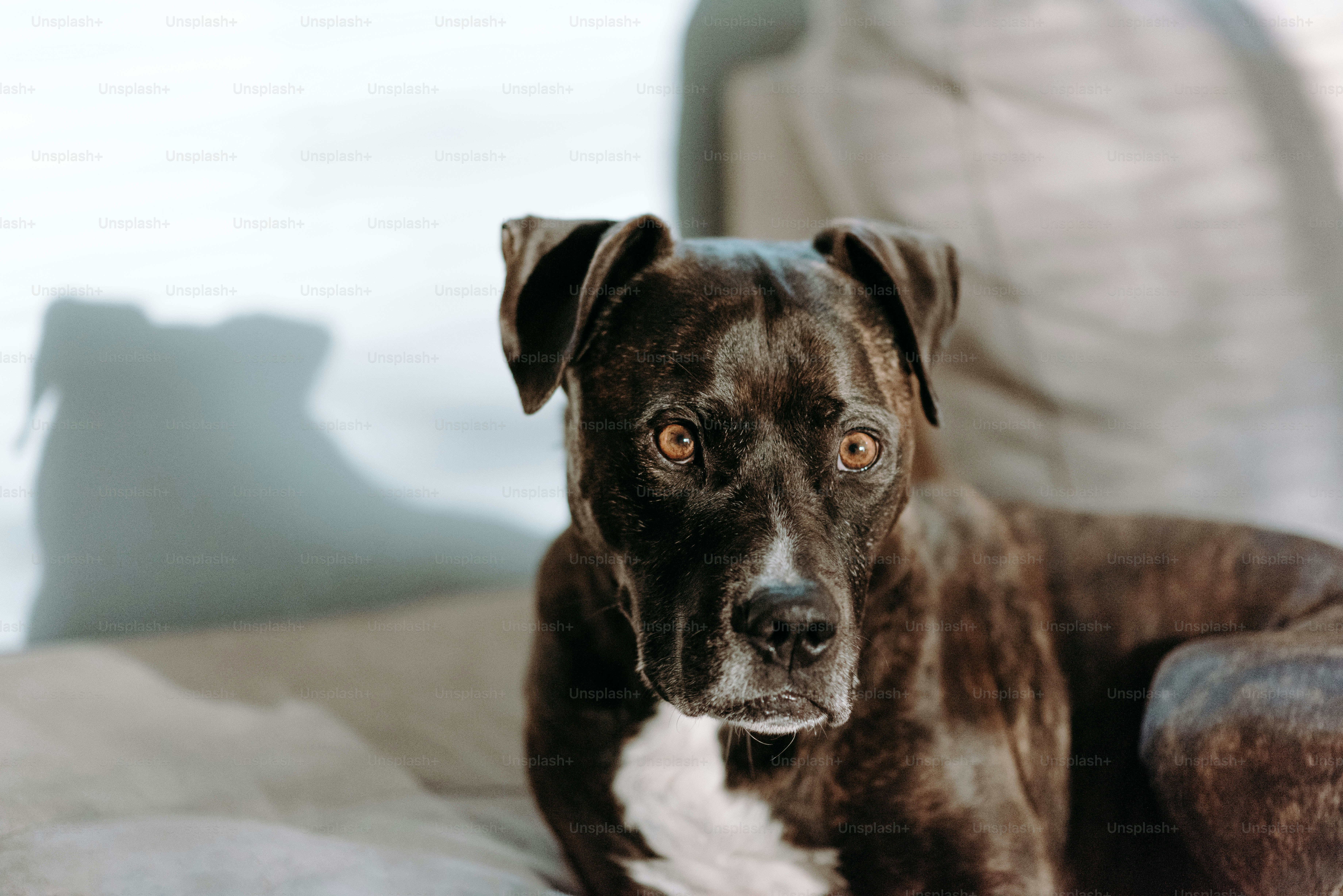 A brown and white dog sitting on top of a couch