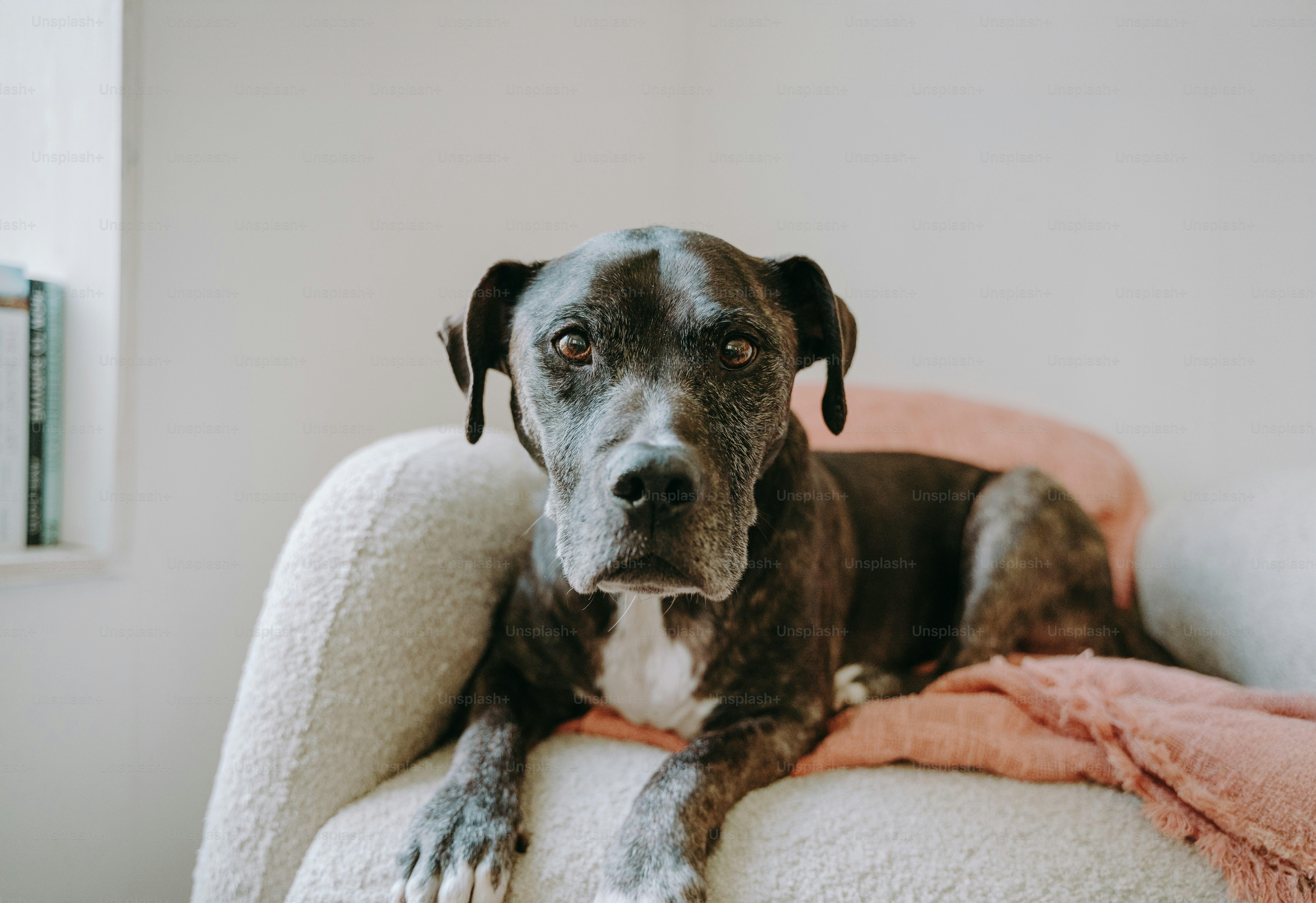 A dog is sitting on a chair with a blanket
