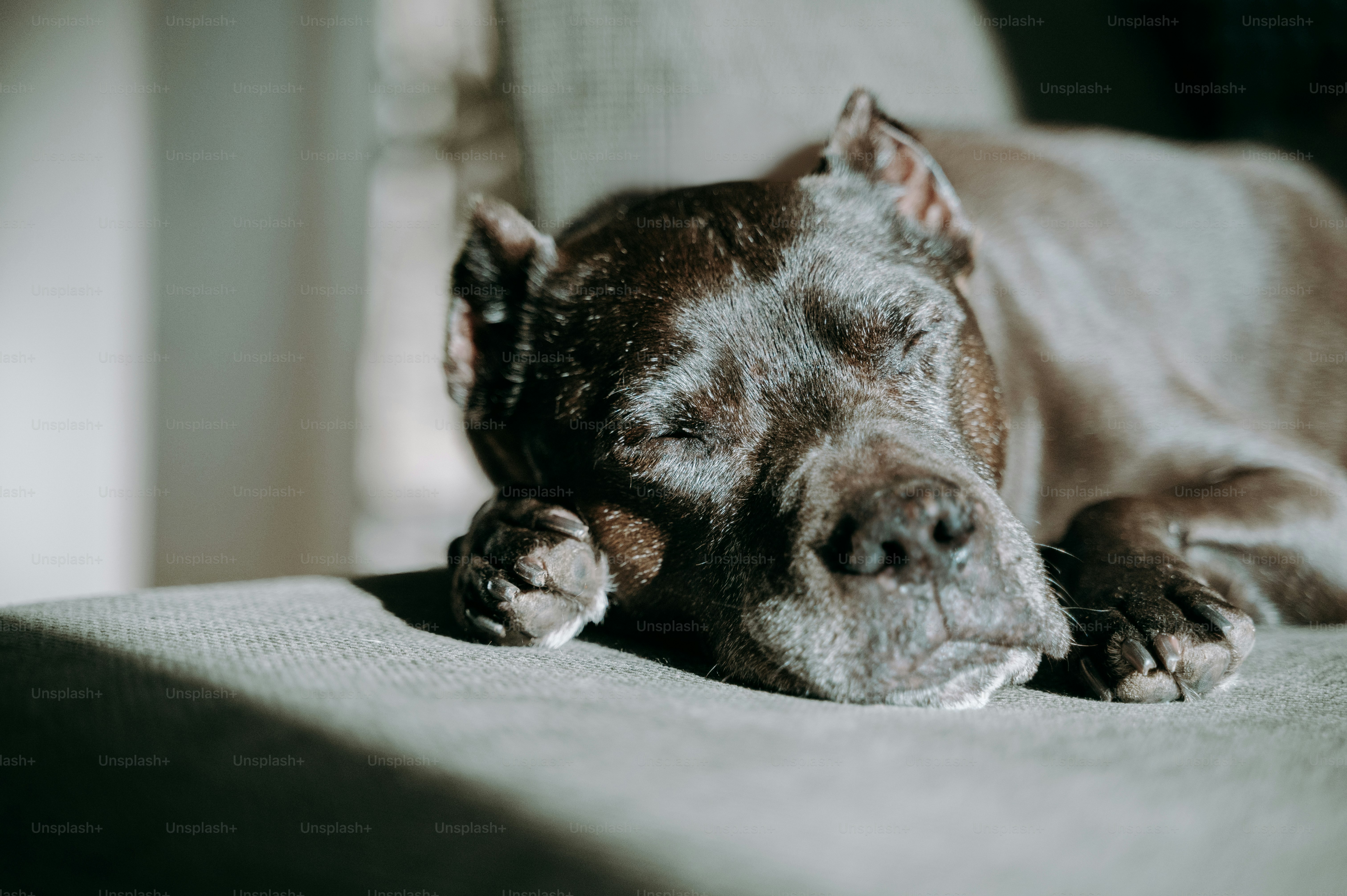 A brown dog laying on top of a couch
