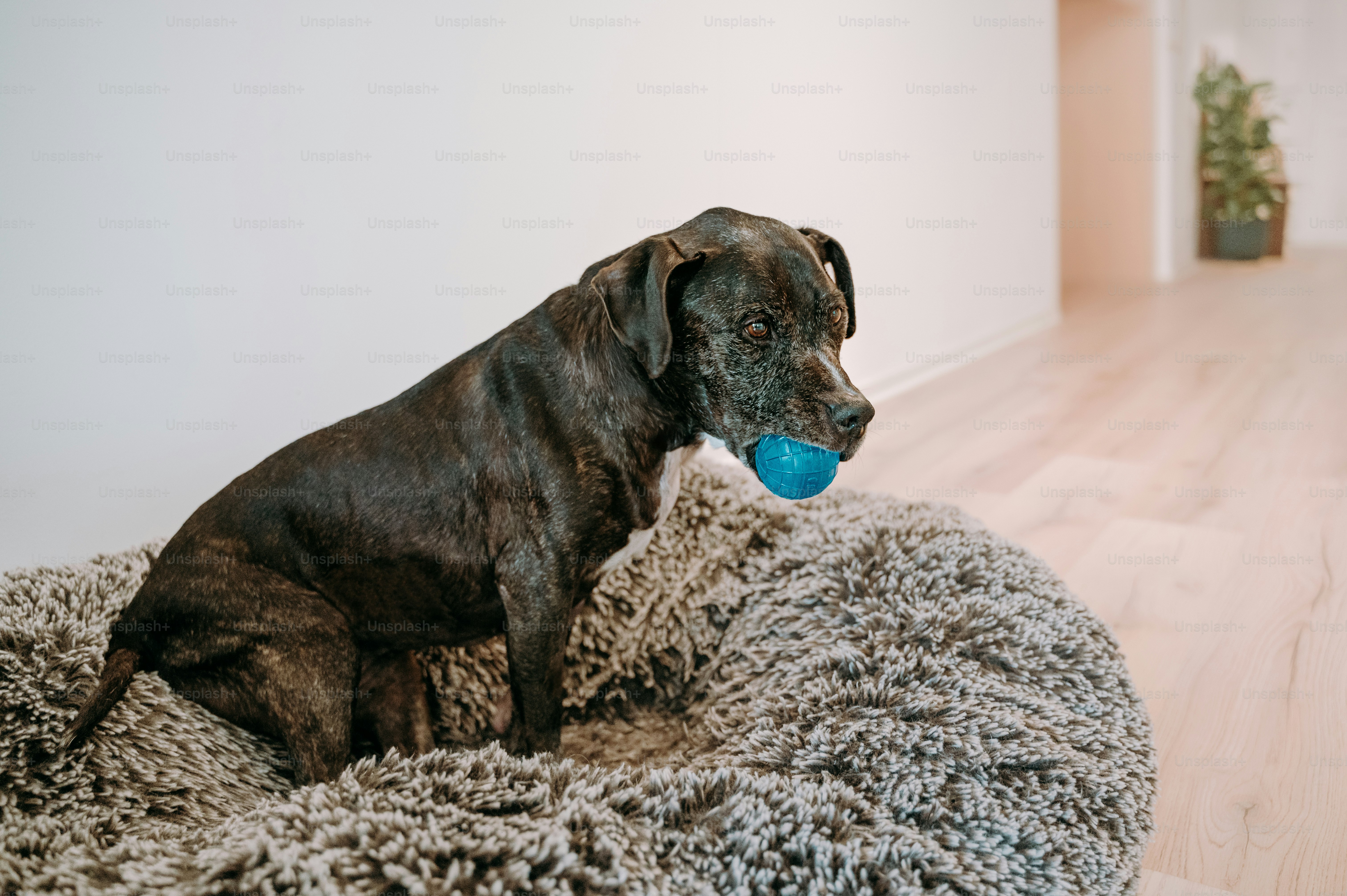 A dog laying on a dog bed with a blue ball in it's mouth