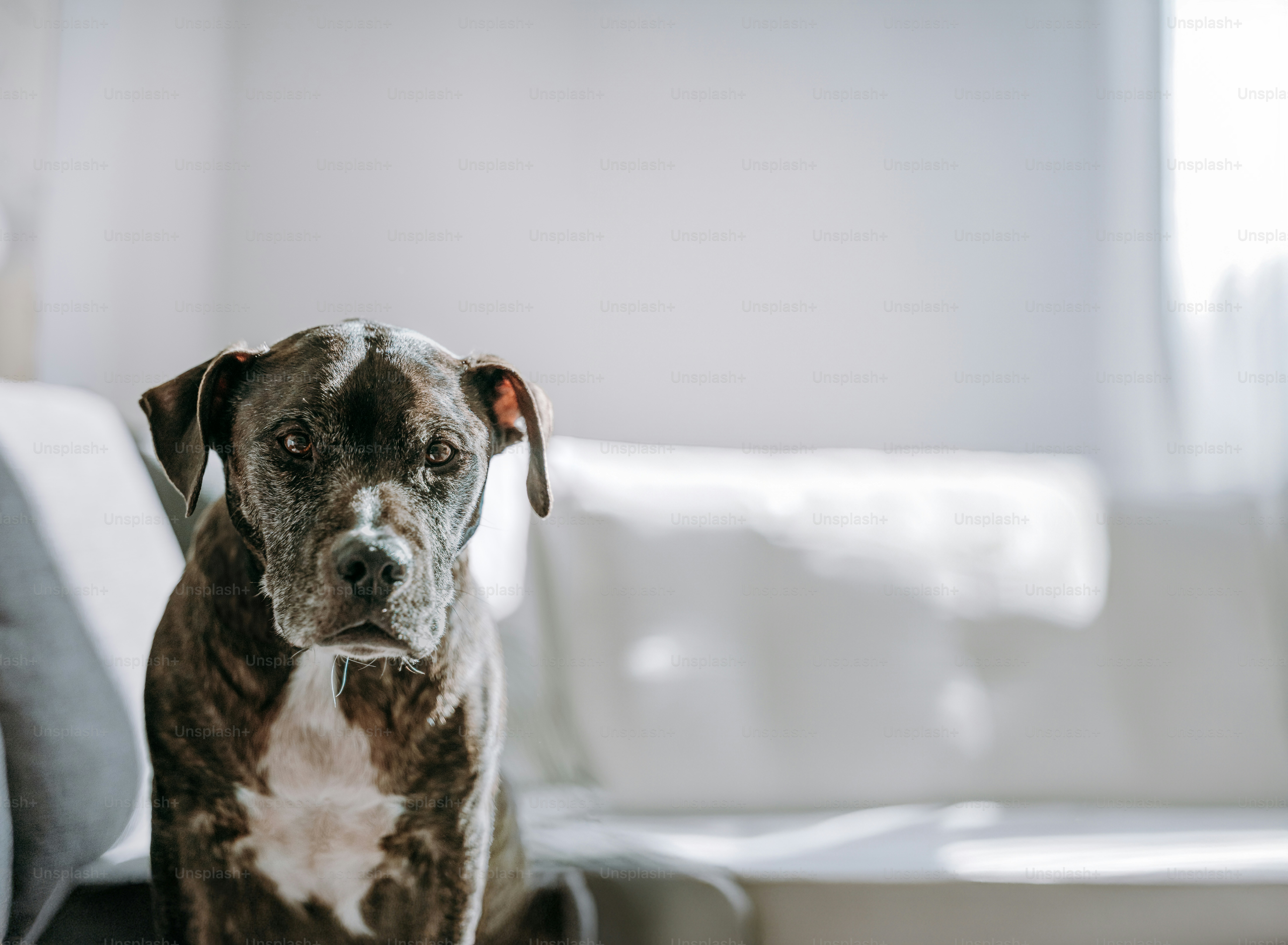 A brown and white dog sitting on top of a couch