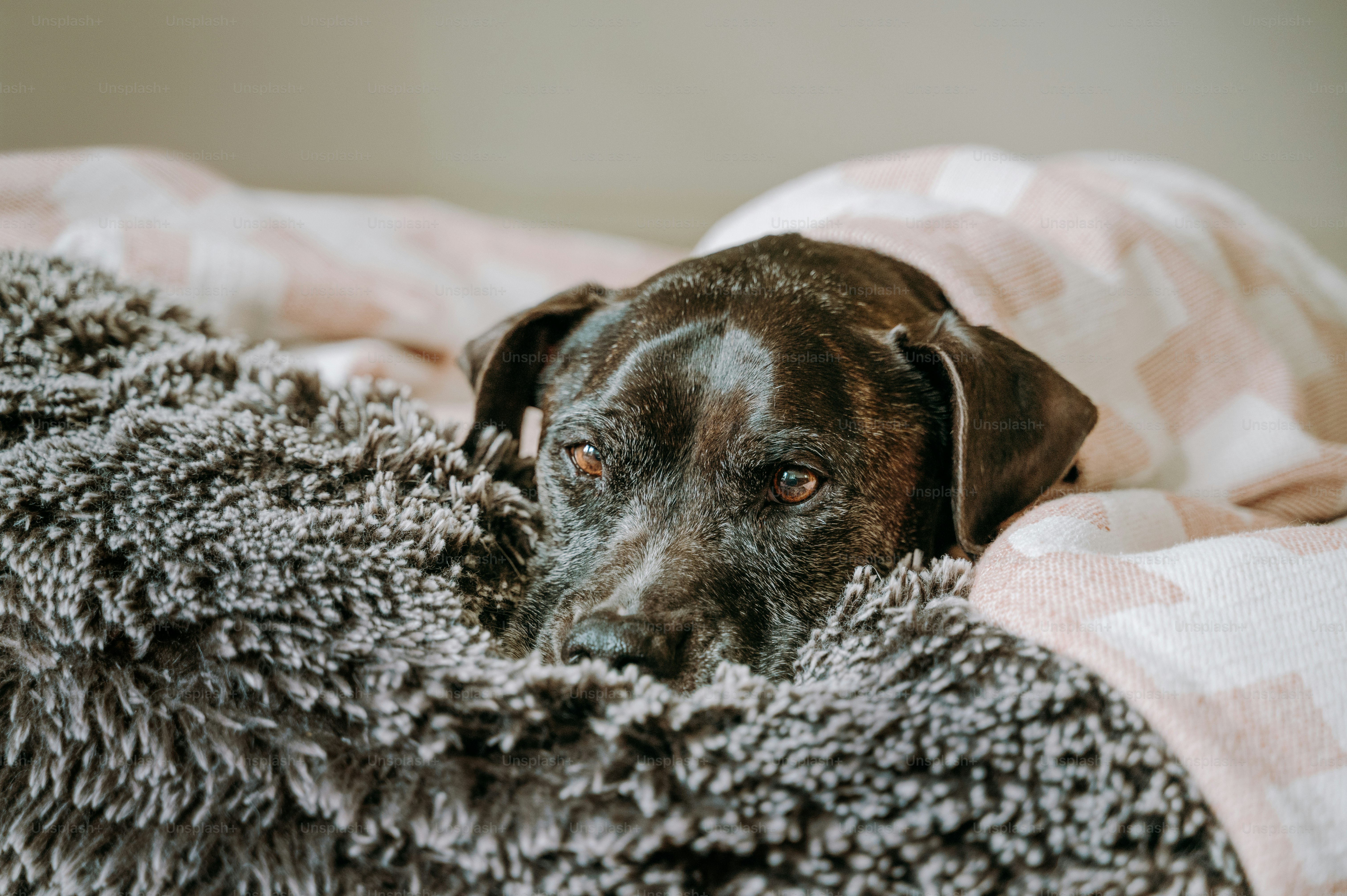 A brown dog laying on top of a blanket on top of a bed