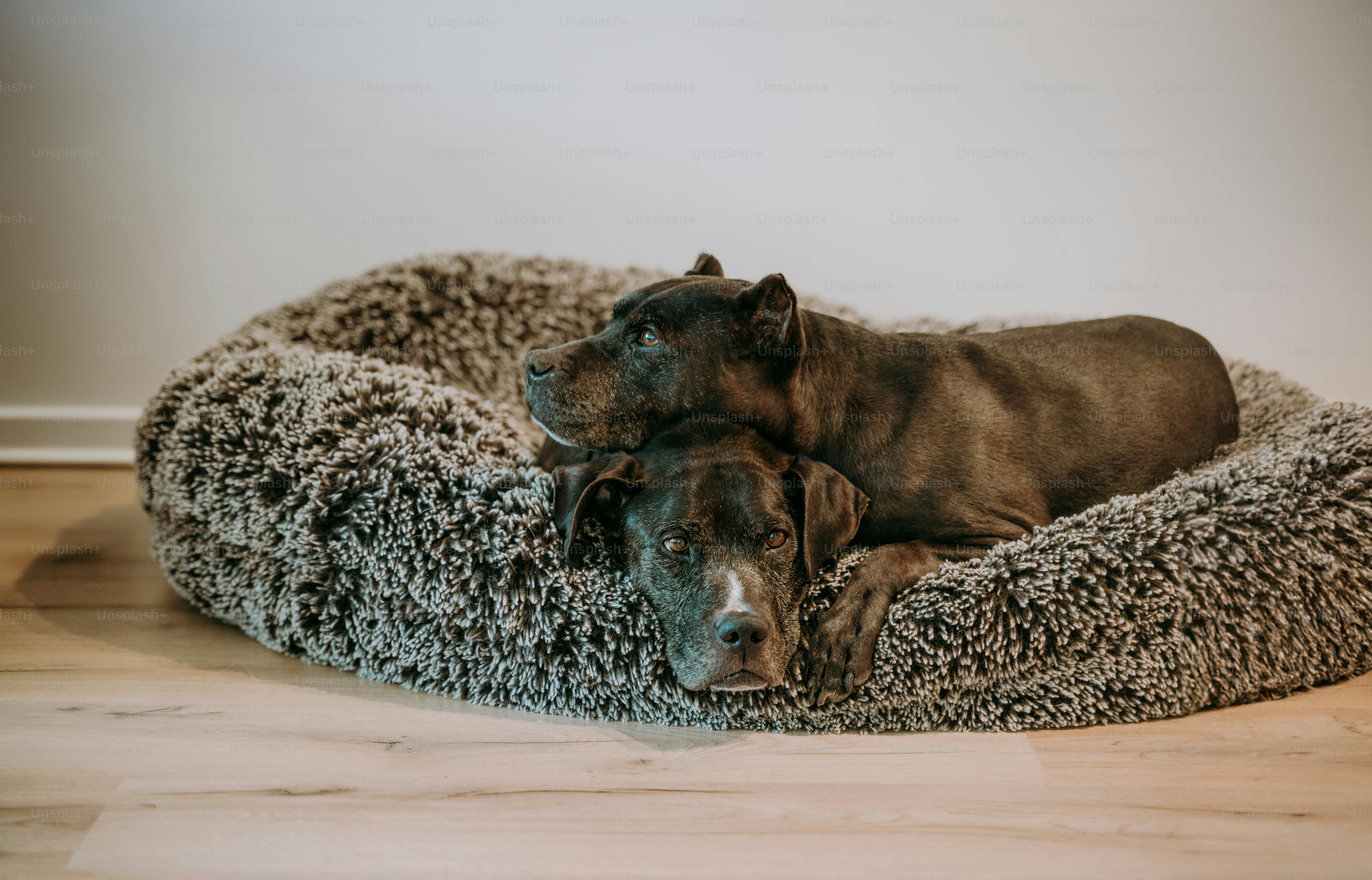 Un perro acostado en una cama para perros en el suelo