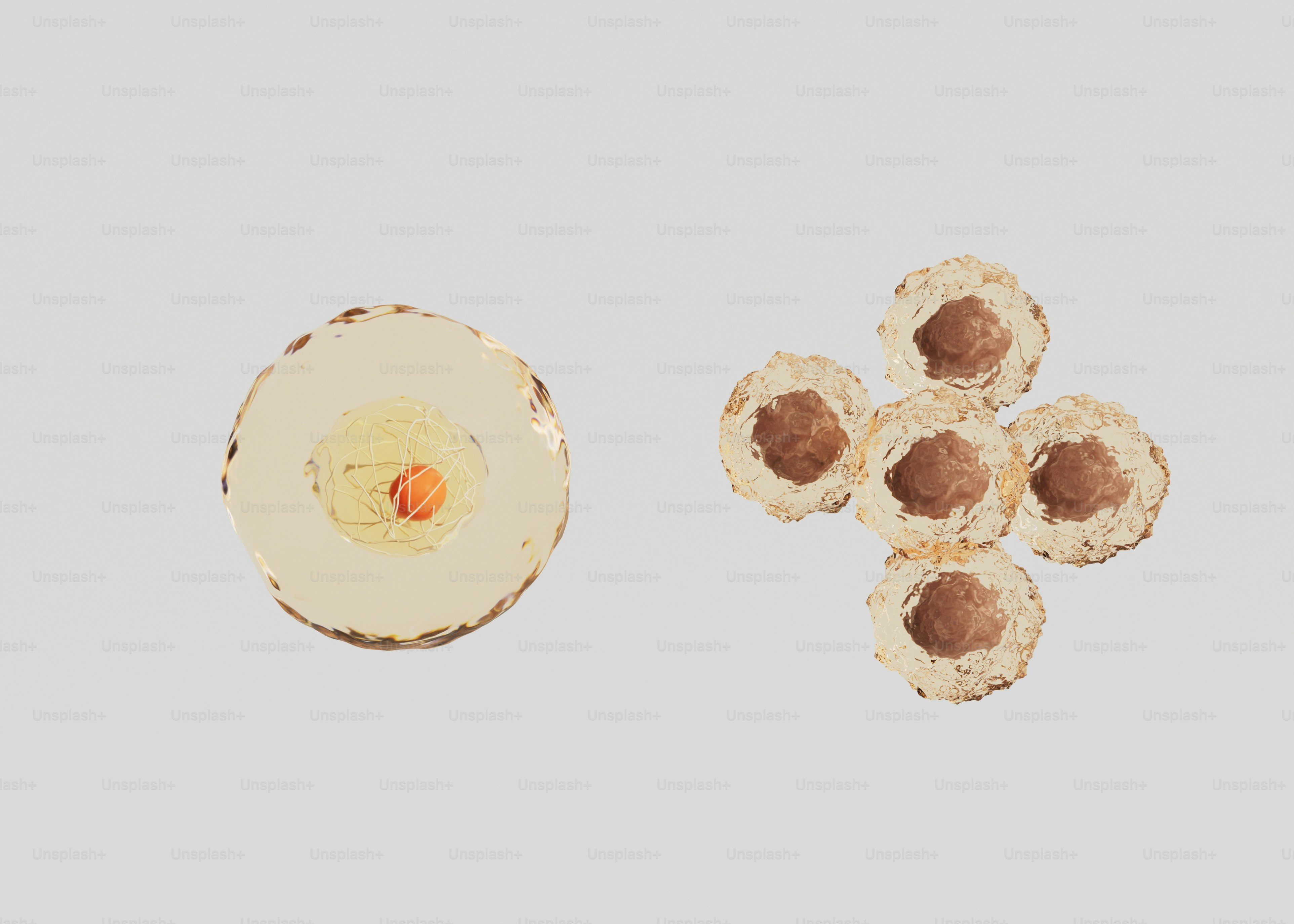 Comparison between Healthy Cells (Left) and Cancer Cells (Right)