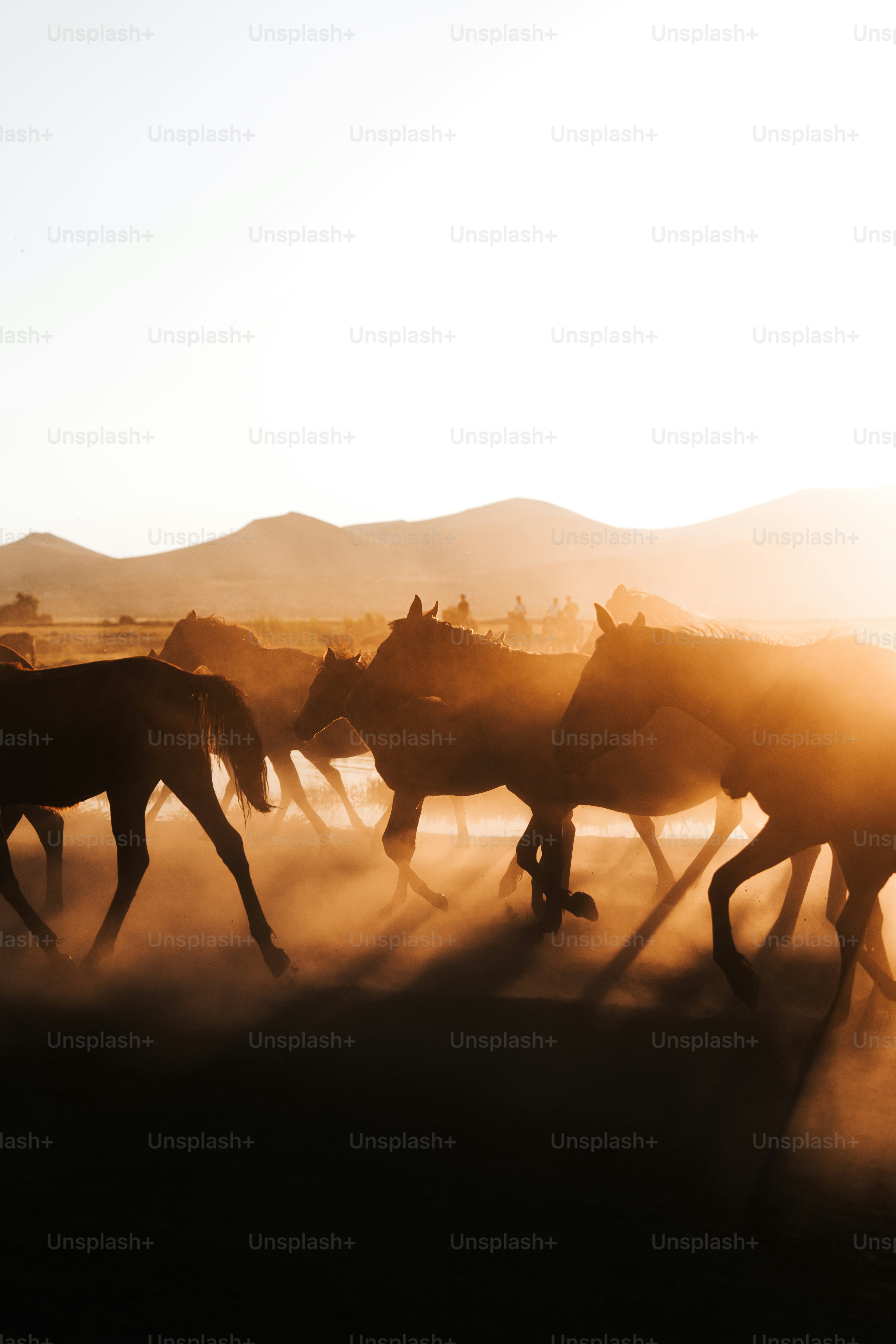 Eine Herde Pferde, die über ein Feld läuft