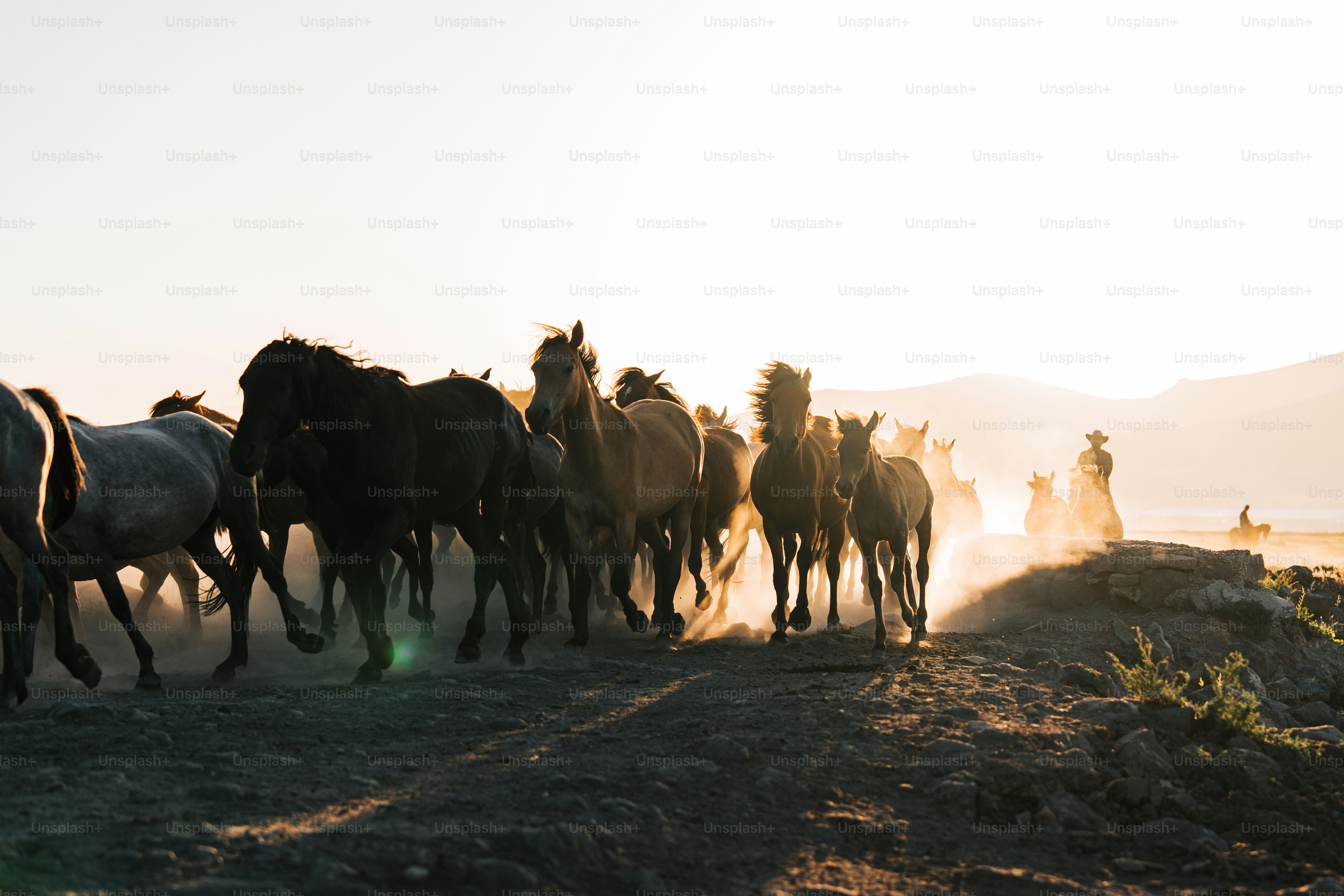 A herd of horses walking down a dirt road