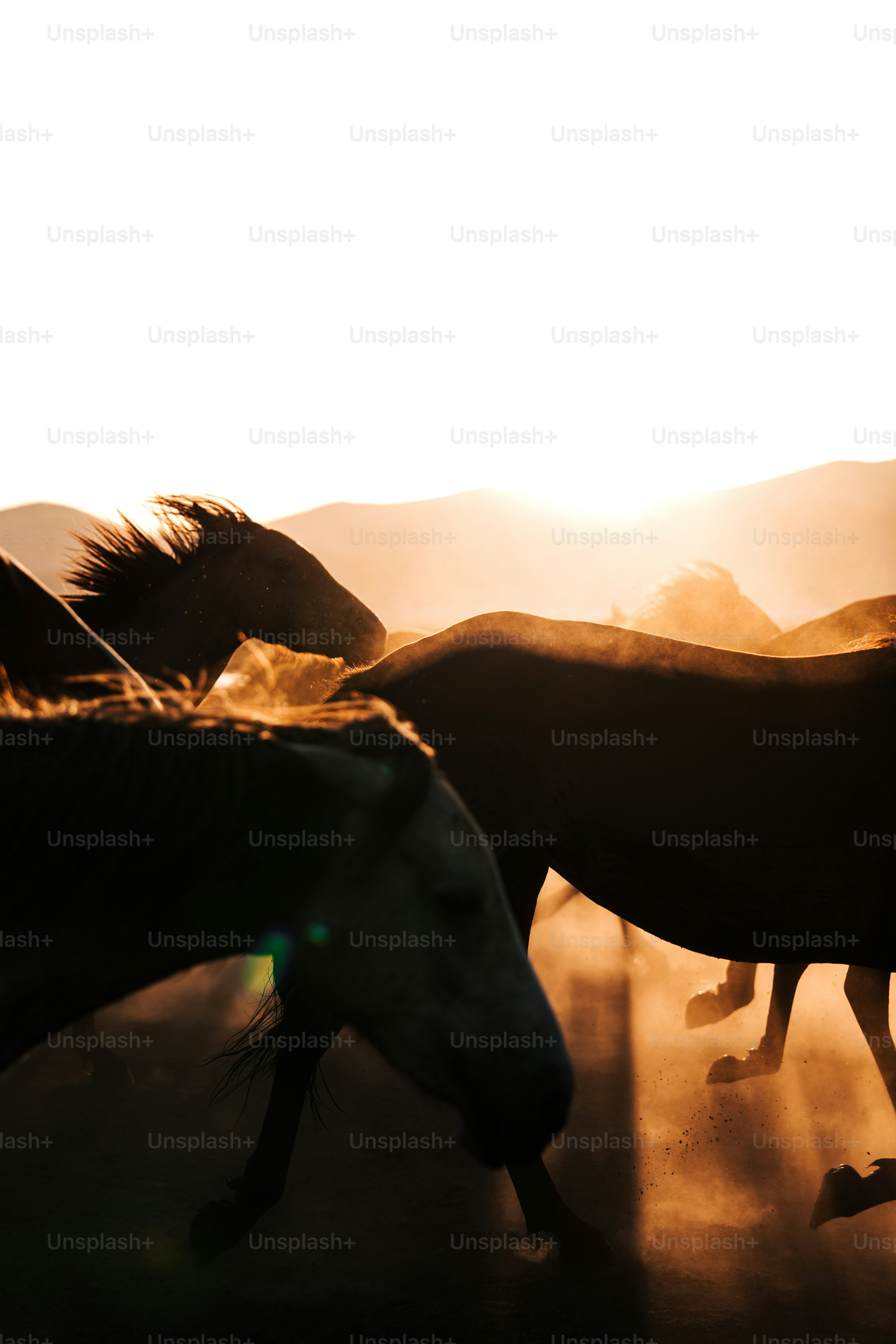 A herd of horses walking across a dirt field