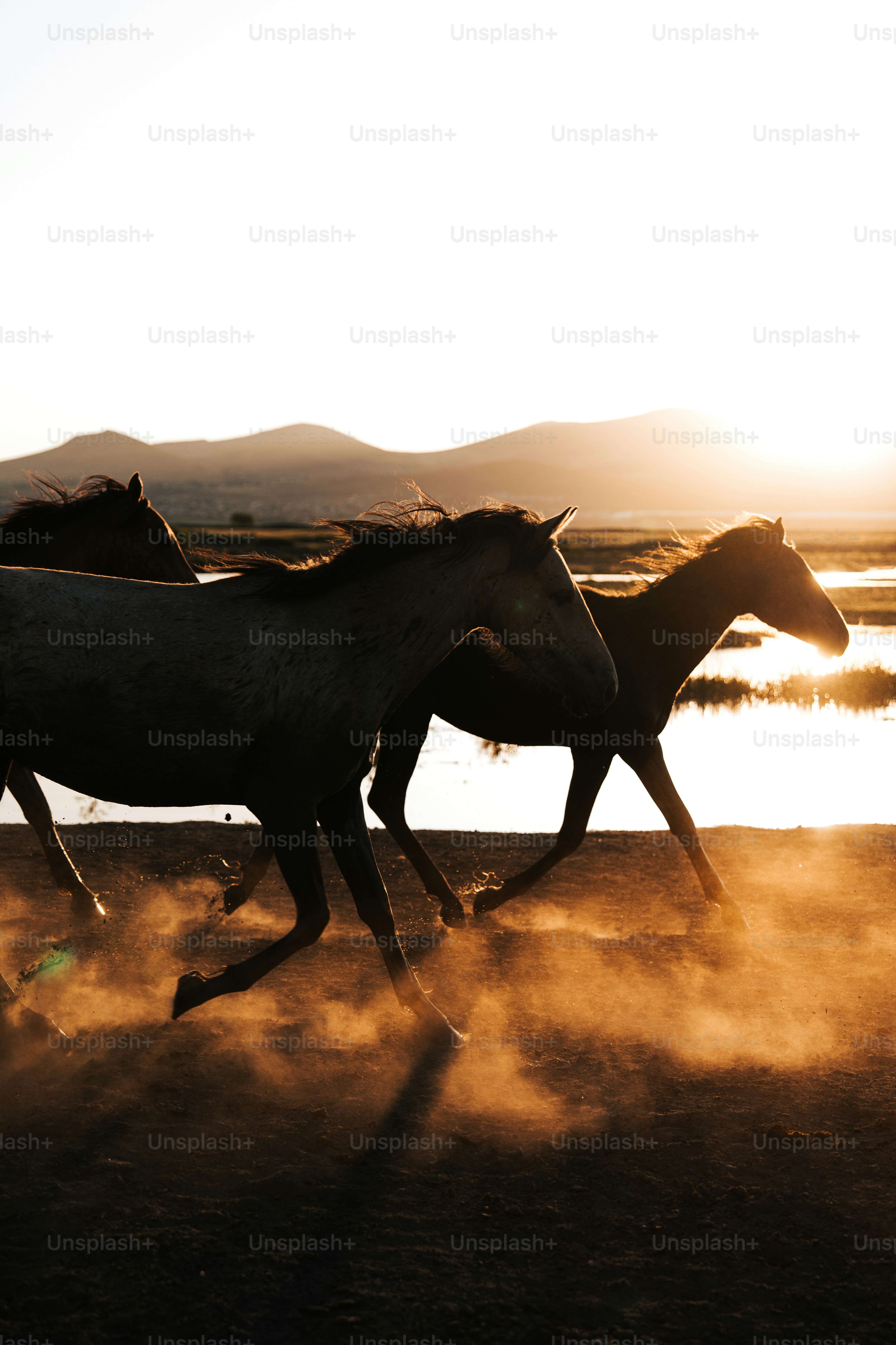 A group of horses running across a dirt field