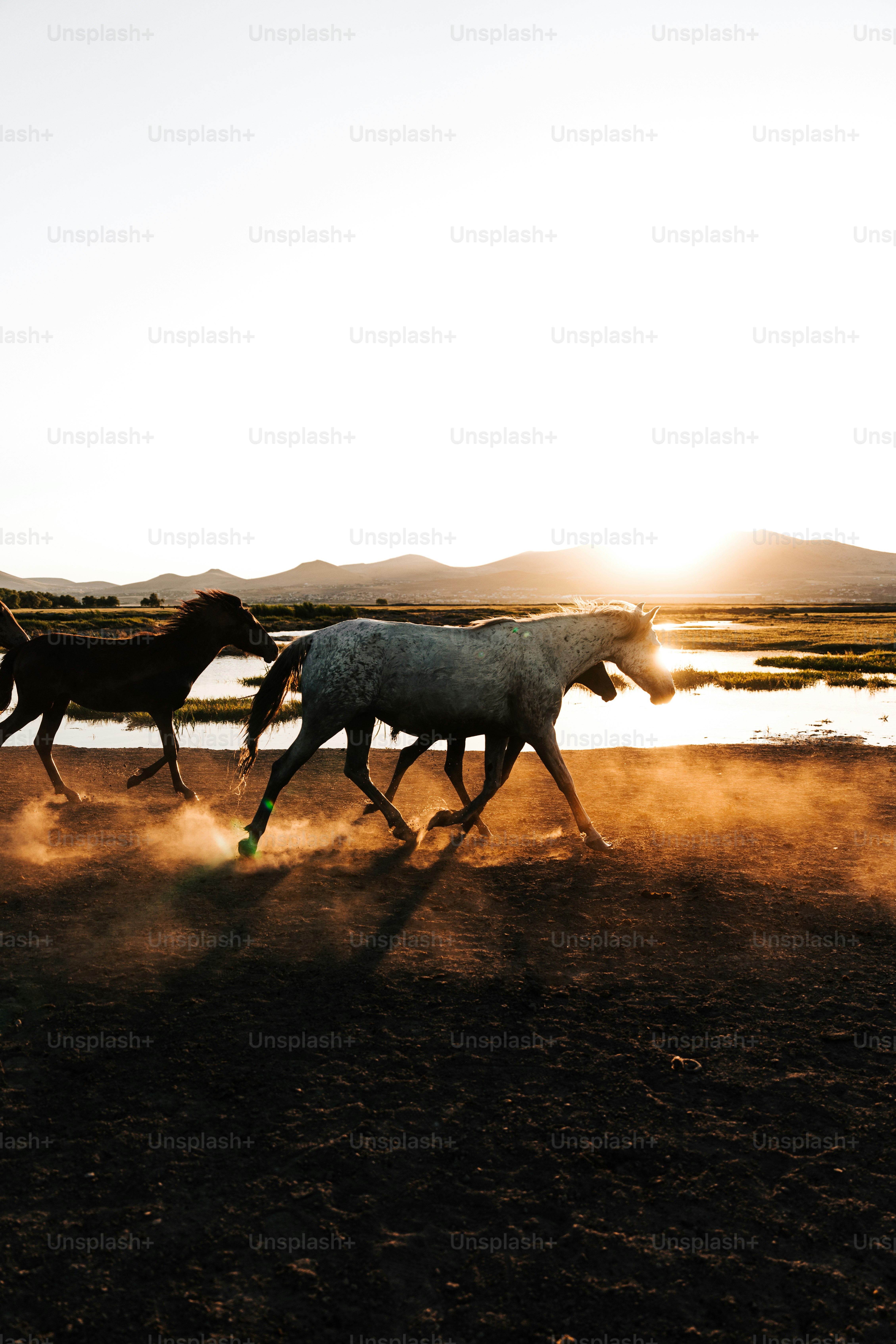 A group of horses running across a dirt field