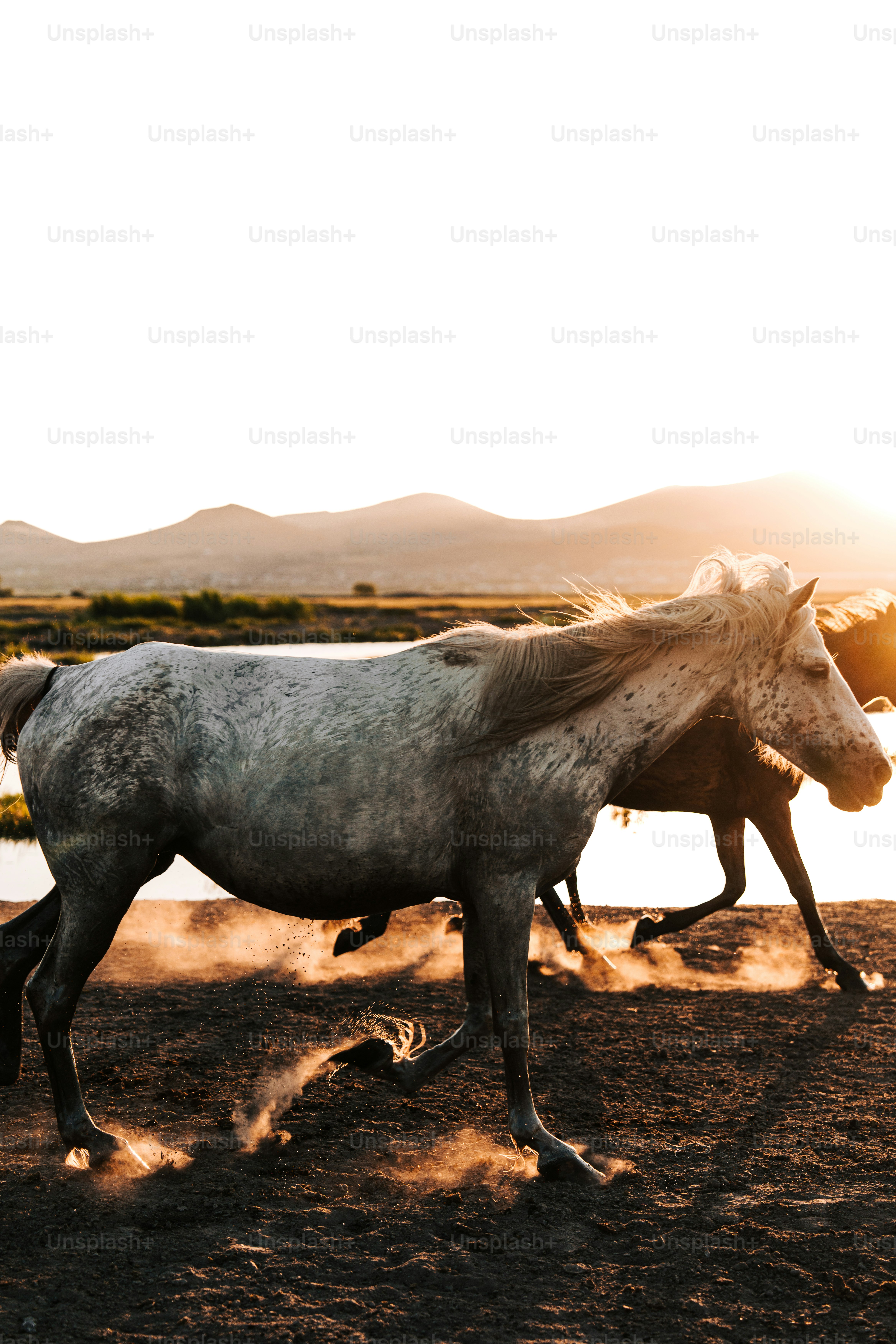 A couple of horses walking across a dirt field