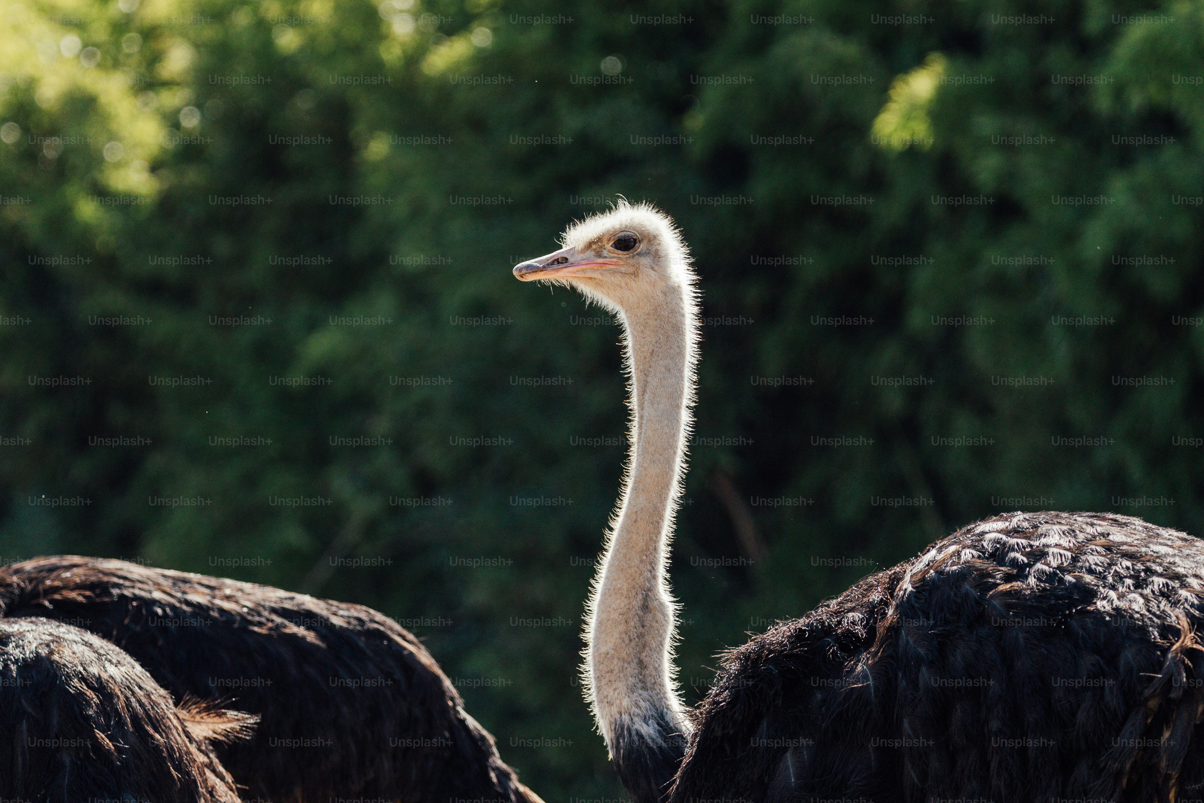 A group of ostriches standing next to each other