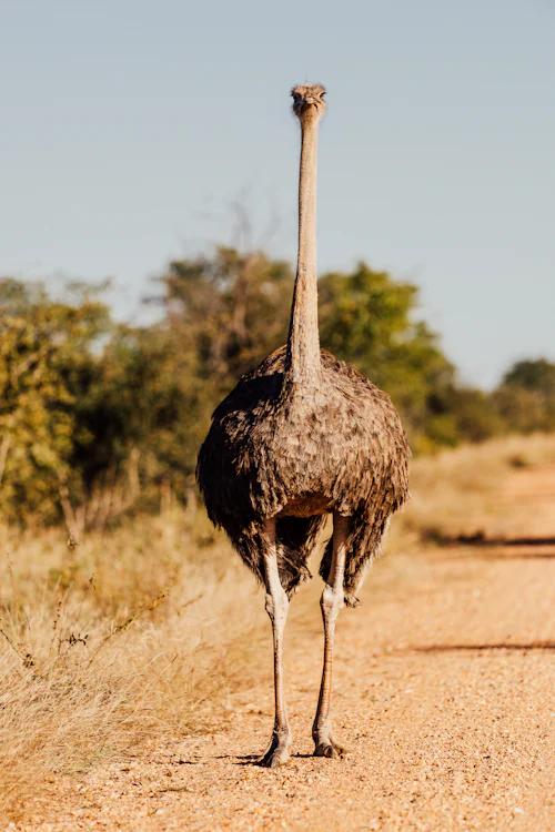 Ostrich