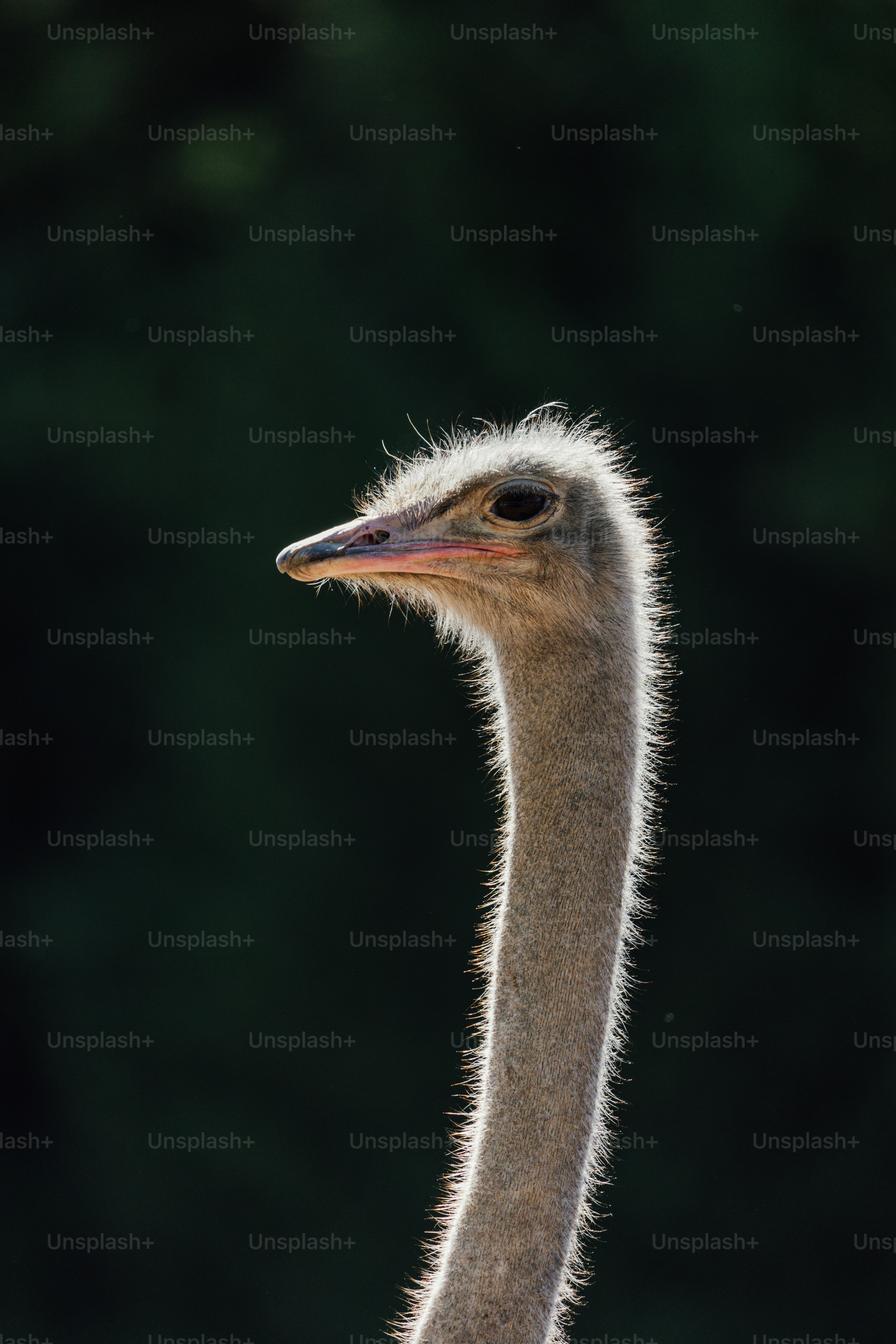 An ostrich standing in front of a forest
