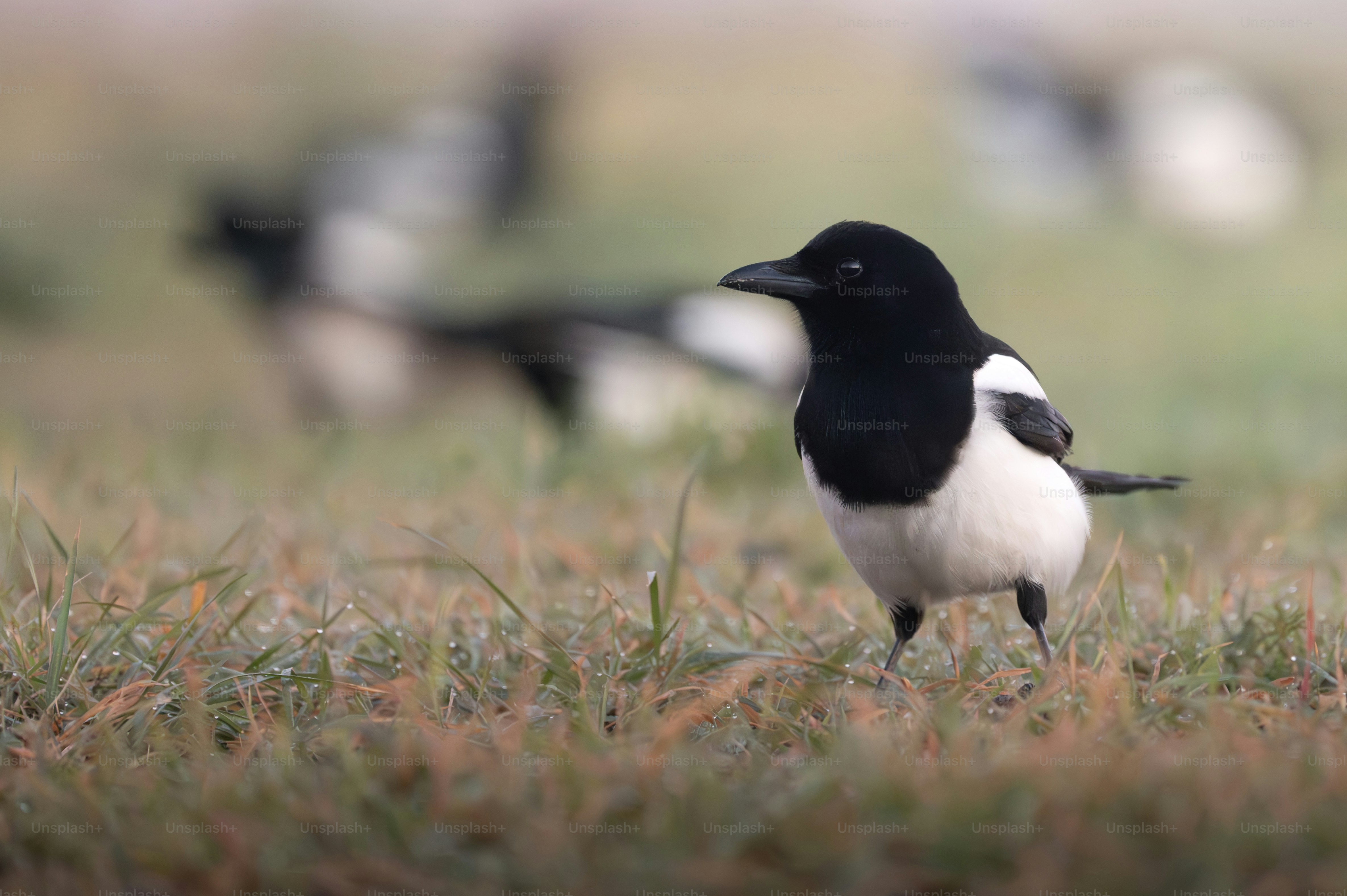 A black and white bird standing in a field