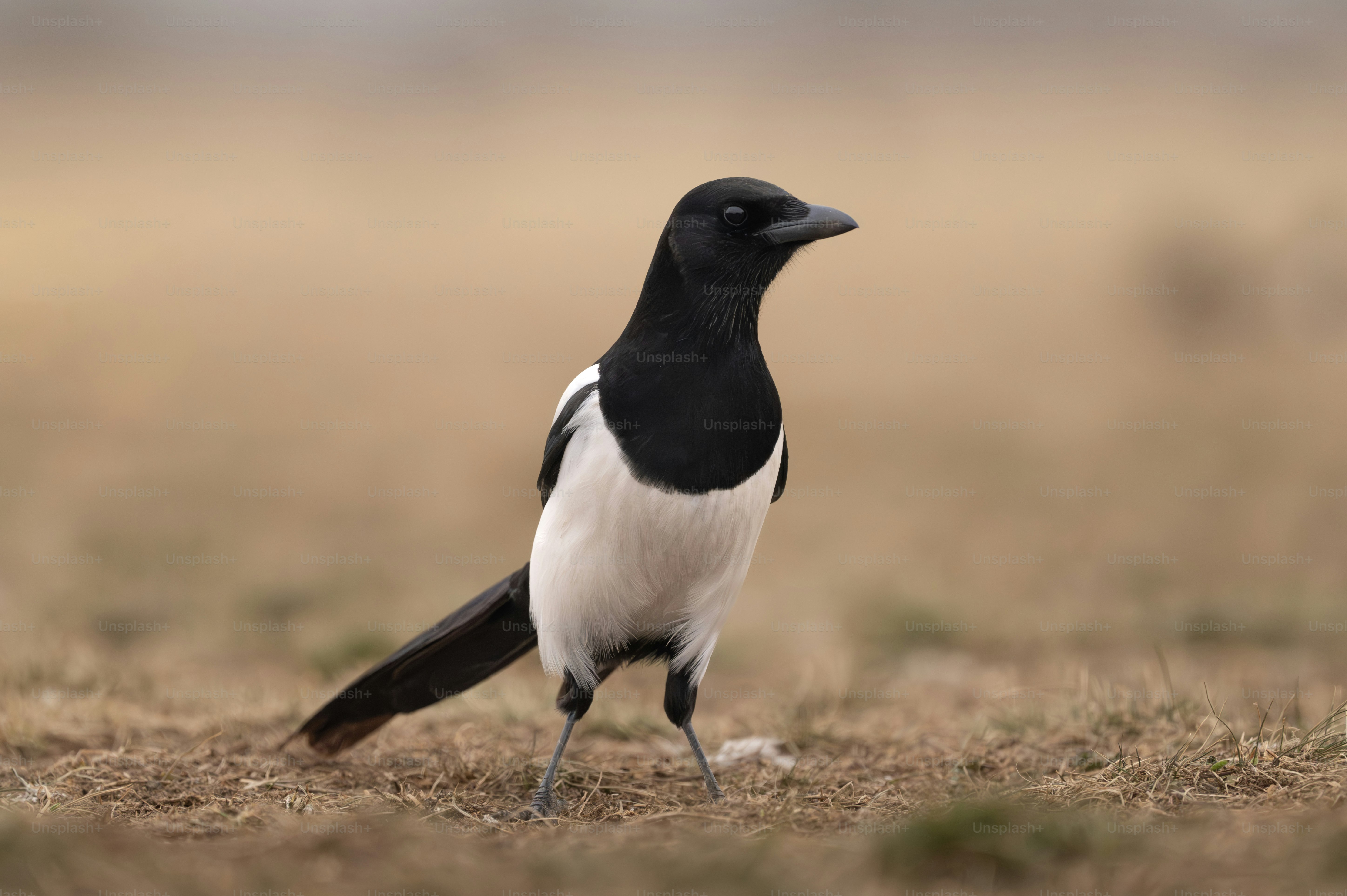 A black and white bird standing in a field