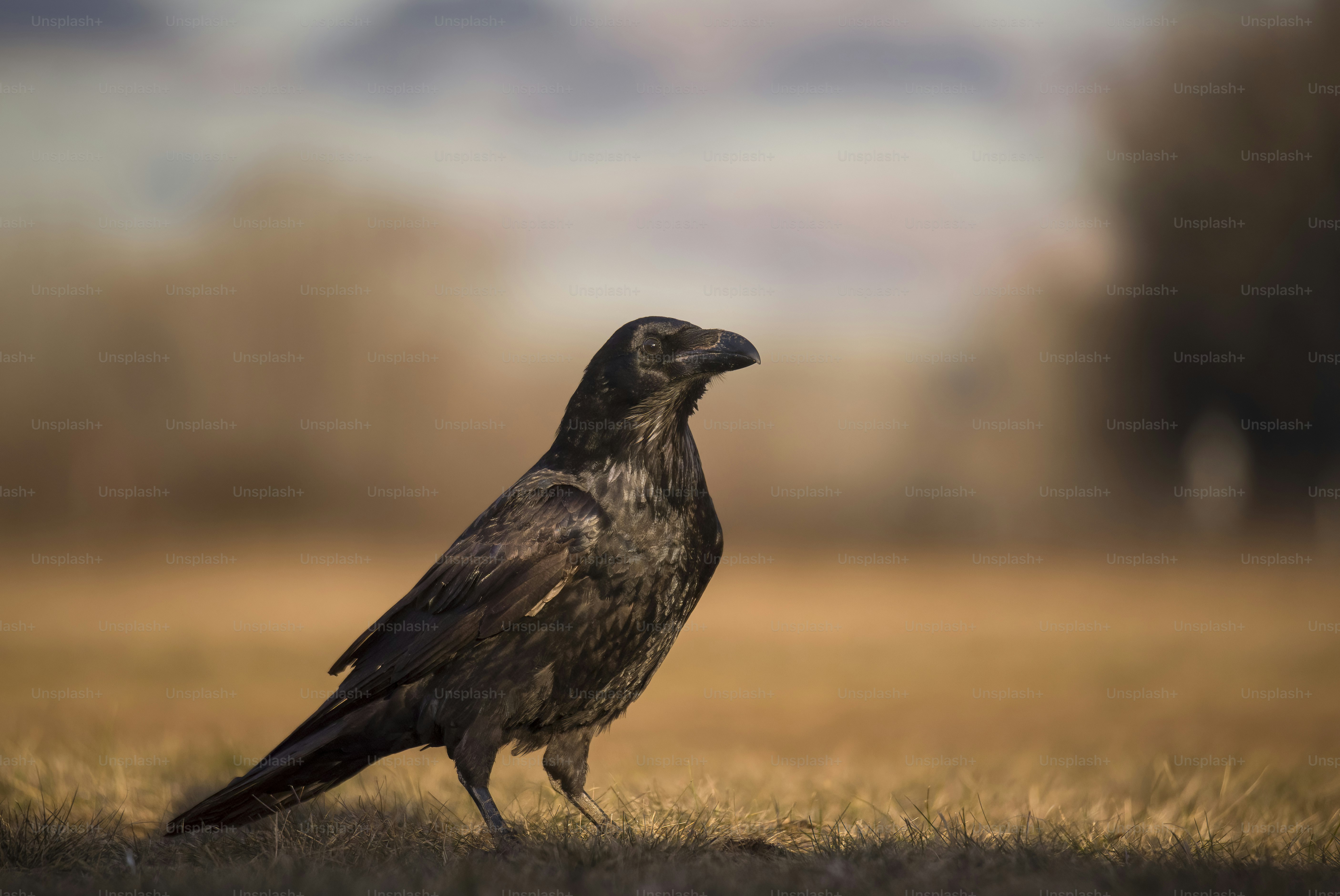 Crowea, Western Australia