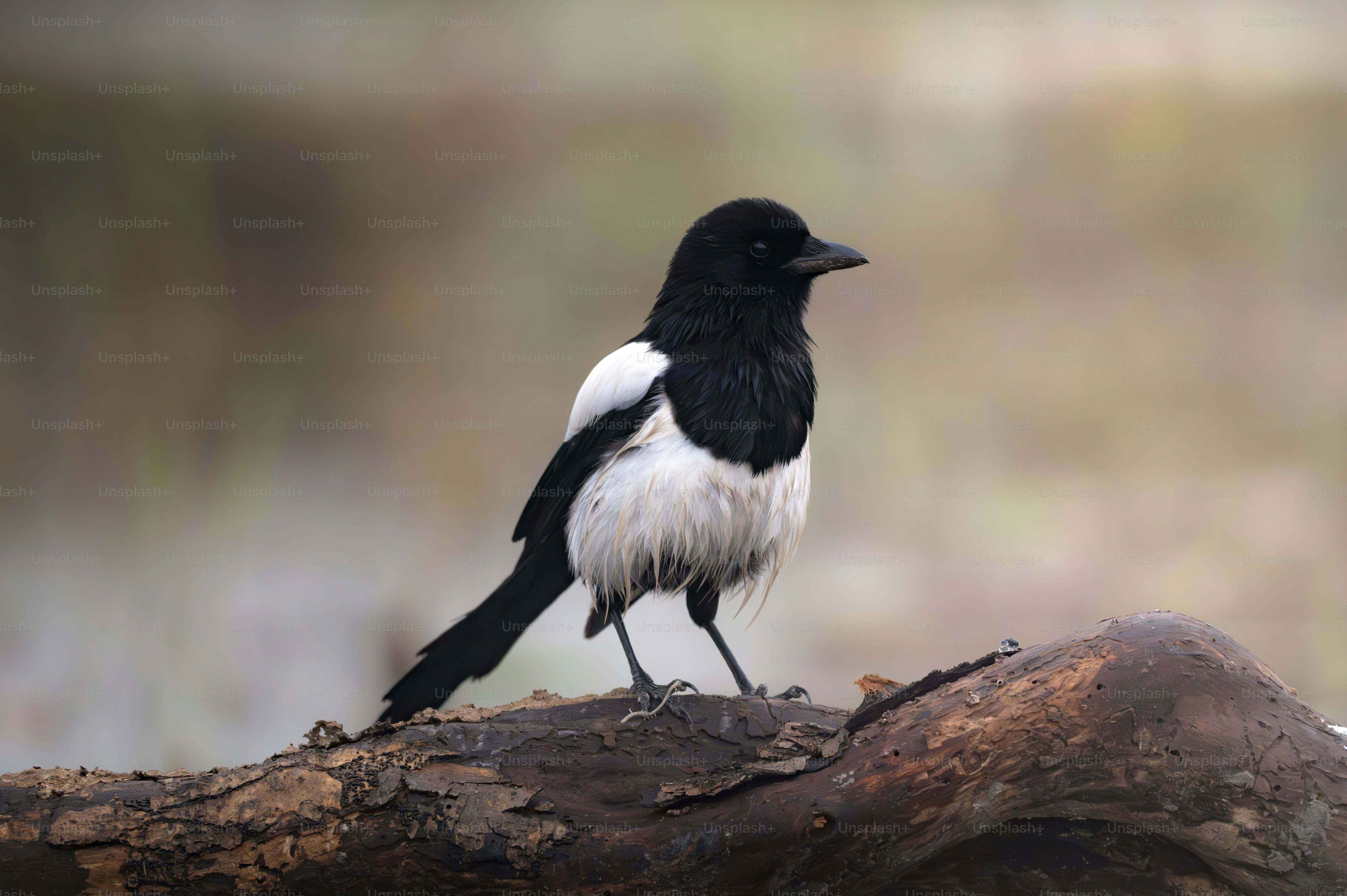 木の枝にとまる白と黒の鳥の写真 – Unsplashの鳥の無料画像