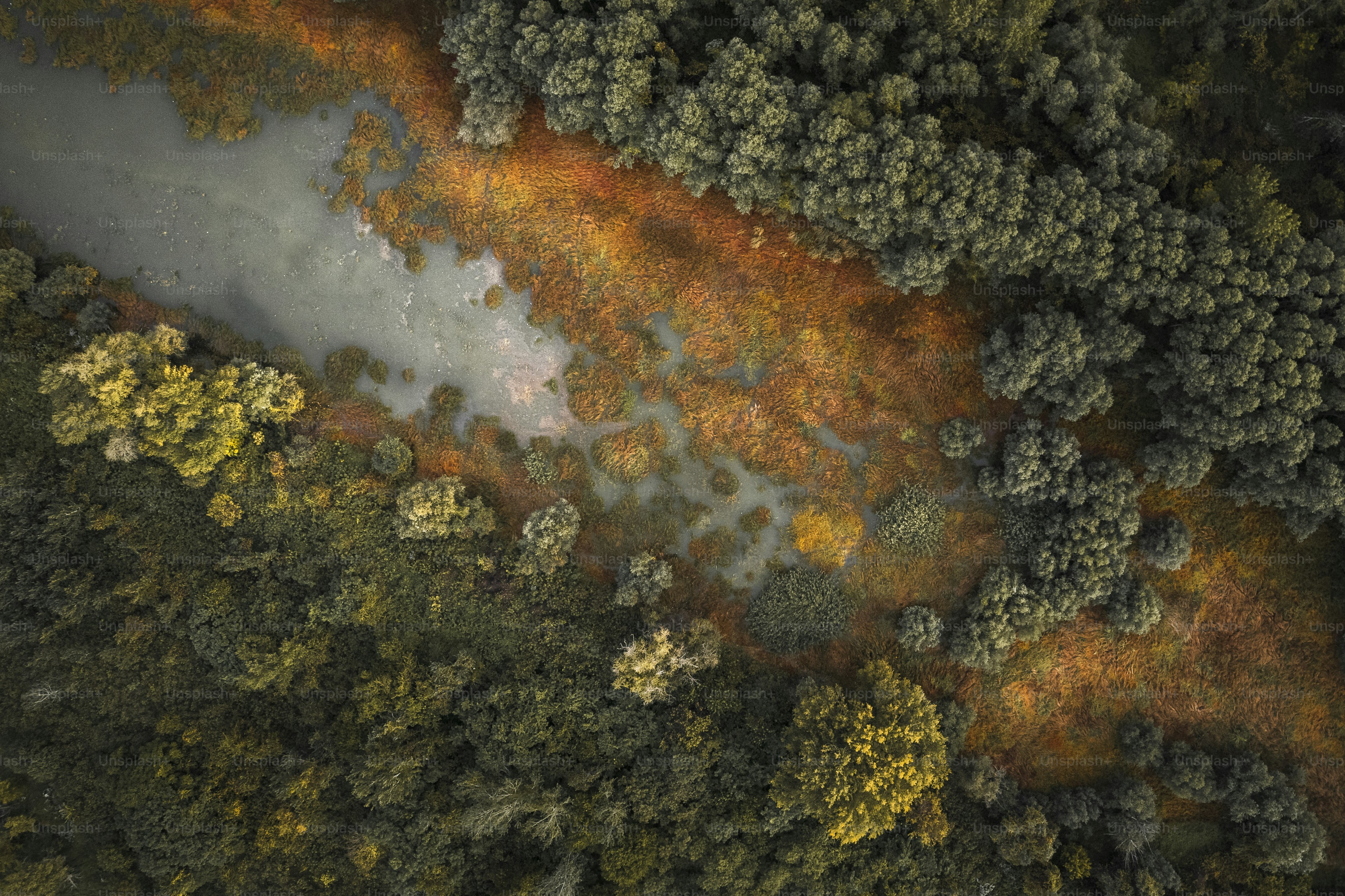 An aerial view of a fire in a forest