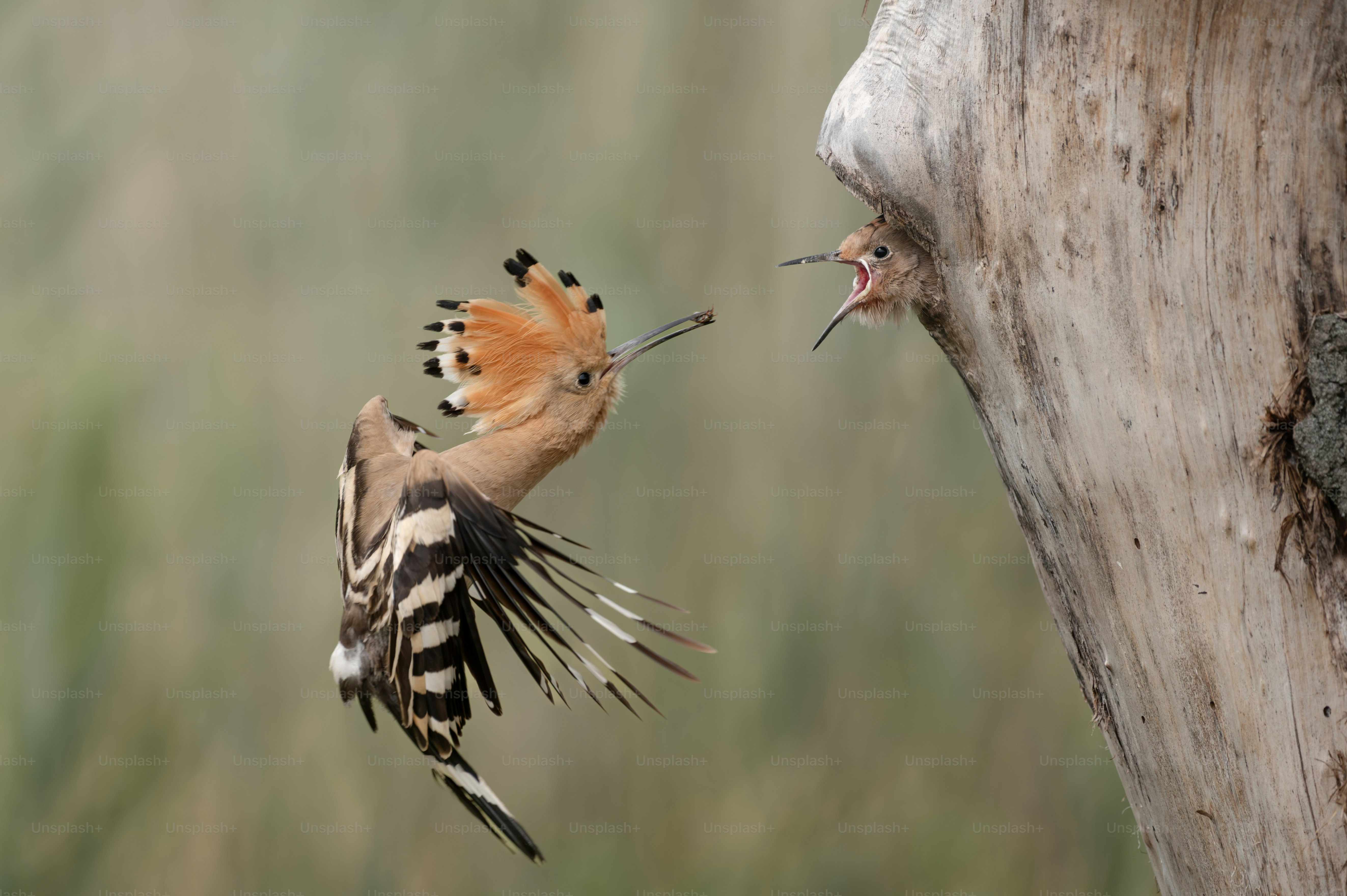 A small bird flying next to a dead tree